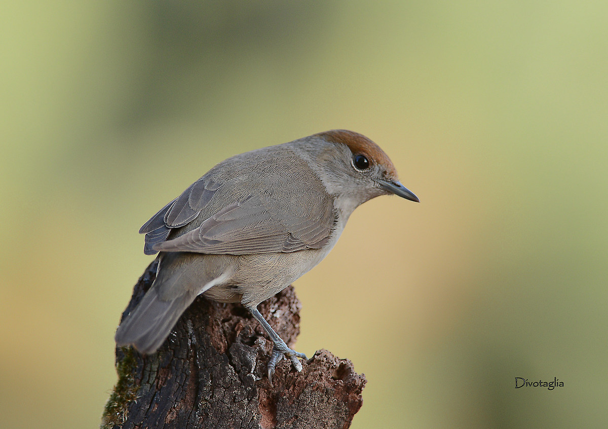 Female blackcap (Sylvia atricapilla)