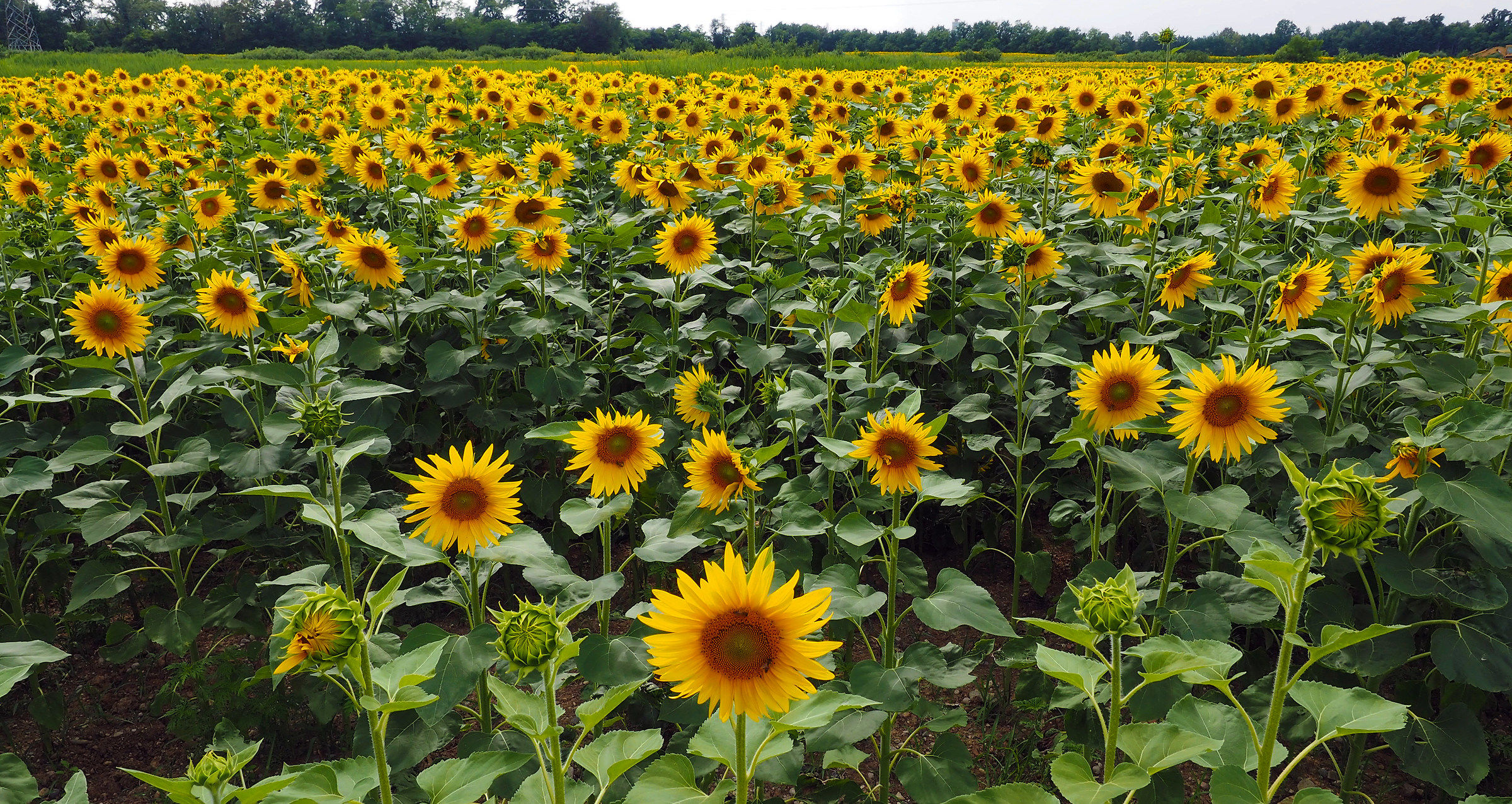campo di girasoli