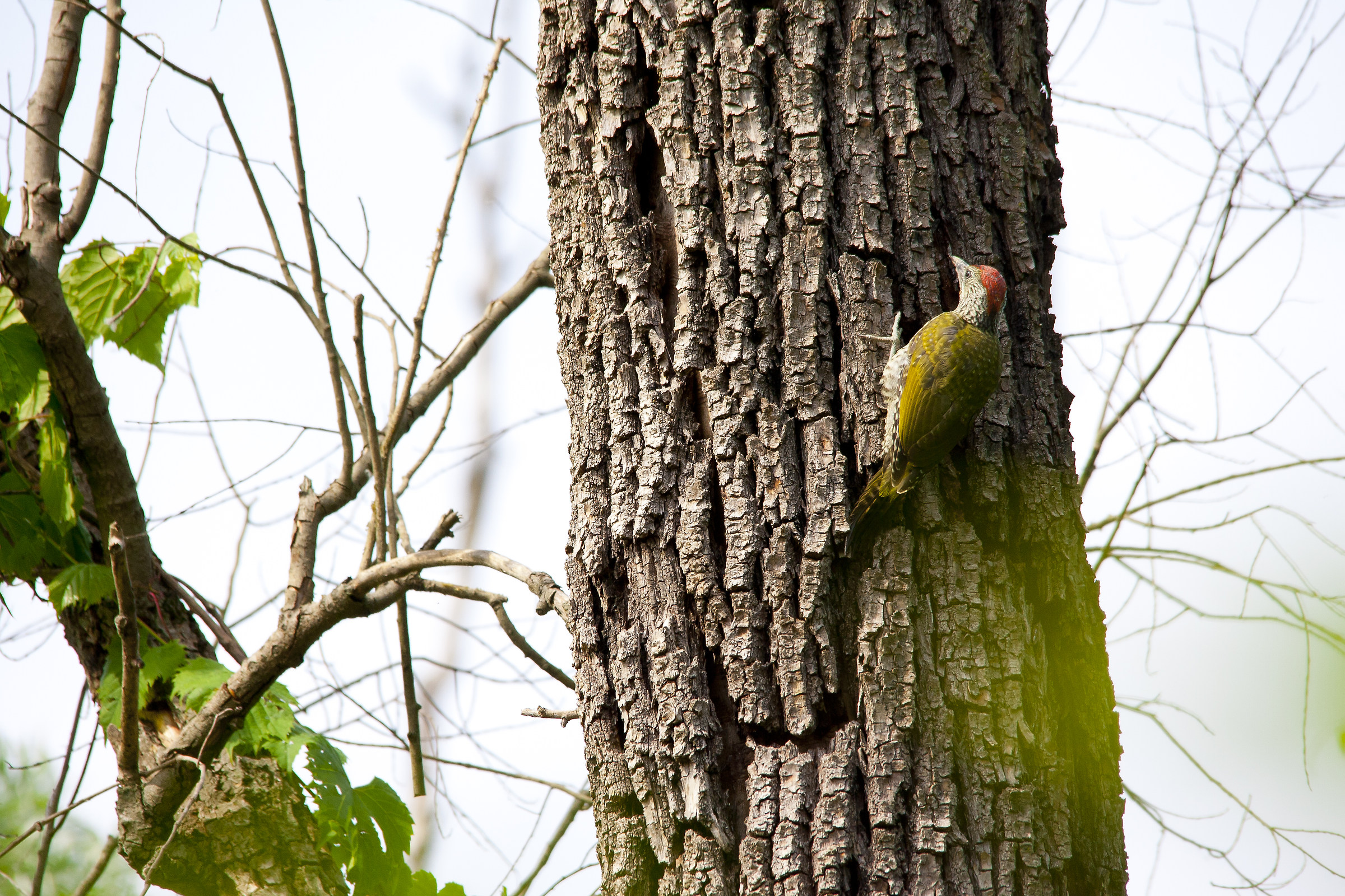 Giovane picchio verde