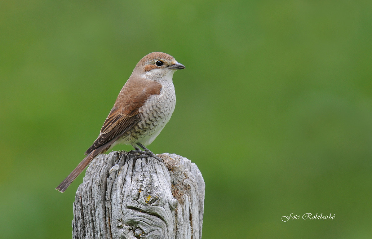 Femmina d'Averla piccola...