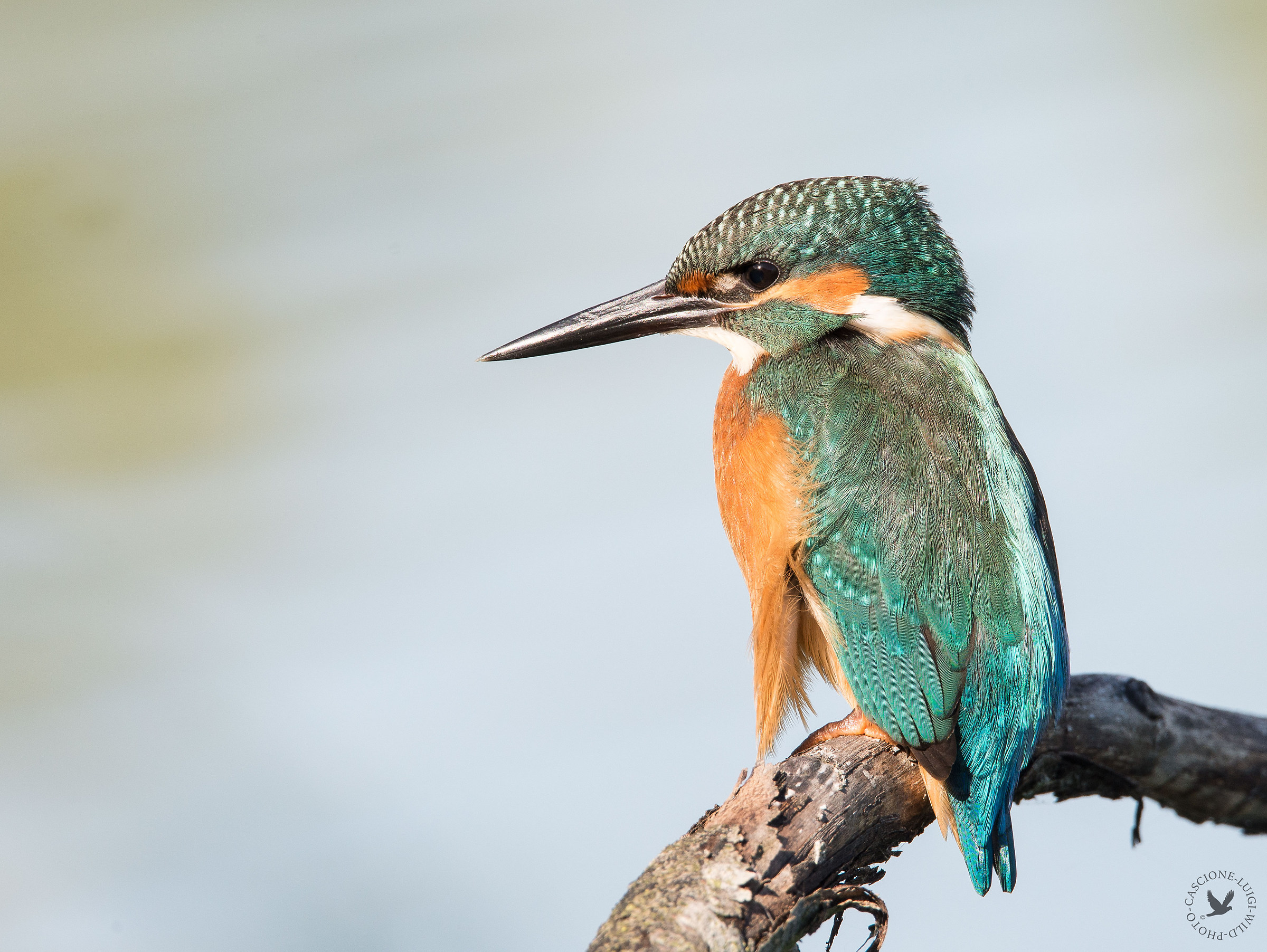 in attesa della preda