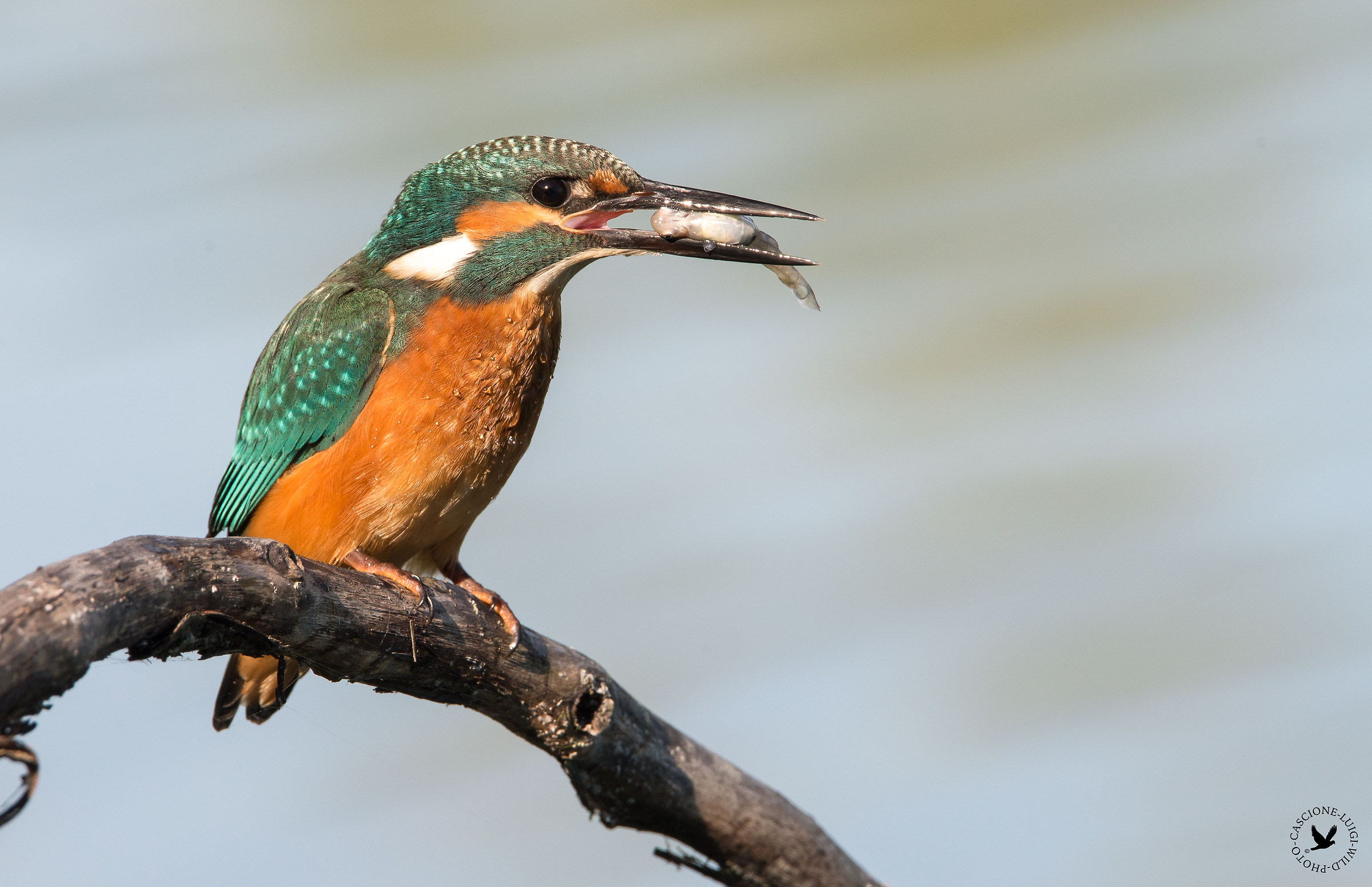 Ogni tuffo va a segno