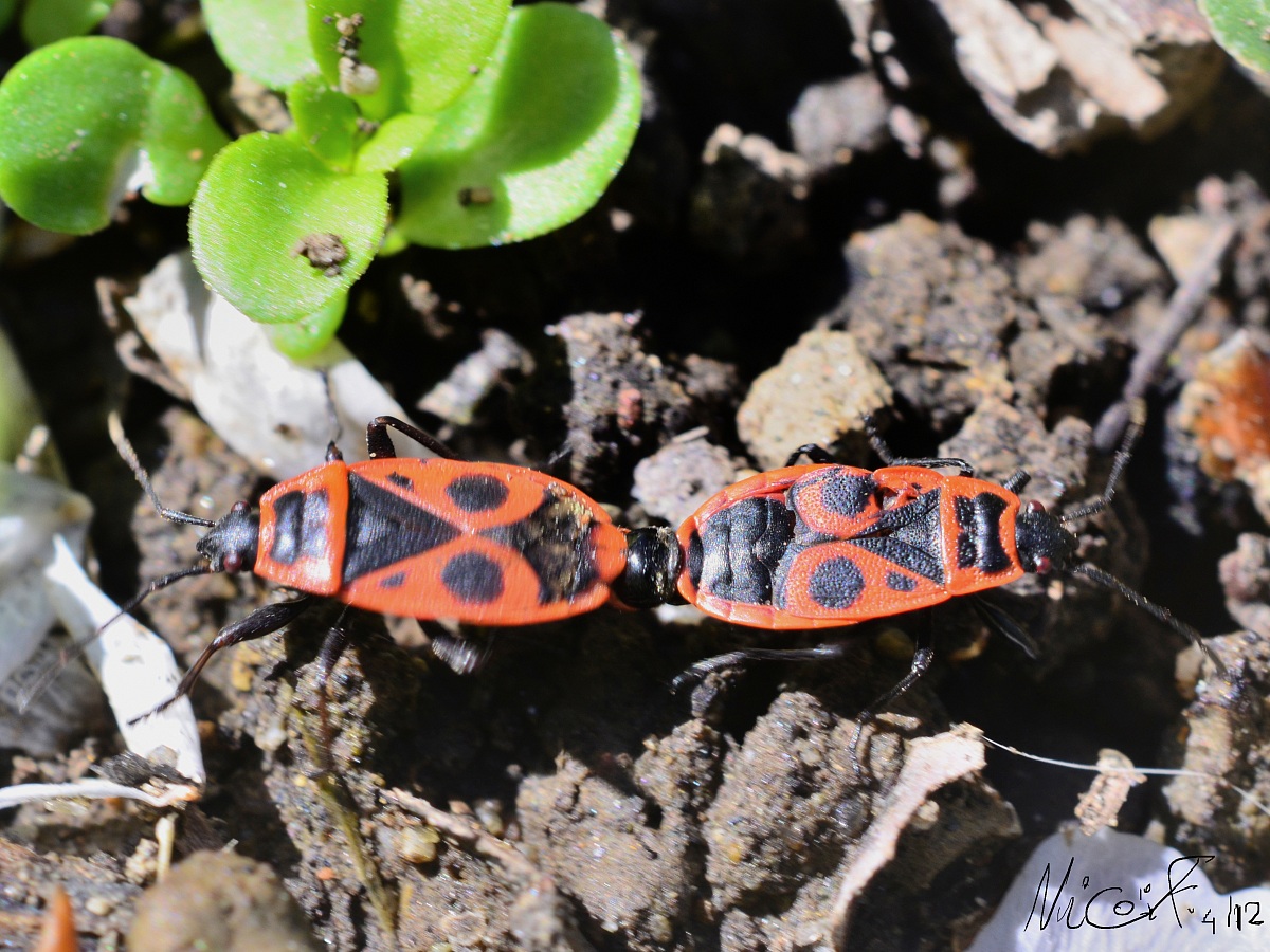 Accoppiamento tra..che?