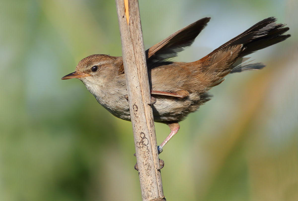 Cetti's Warbler
