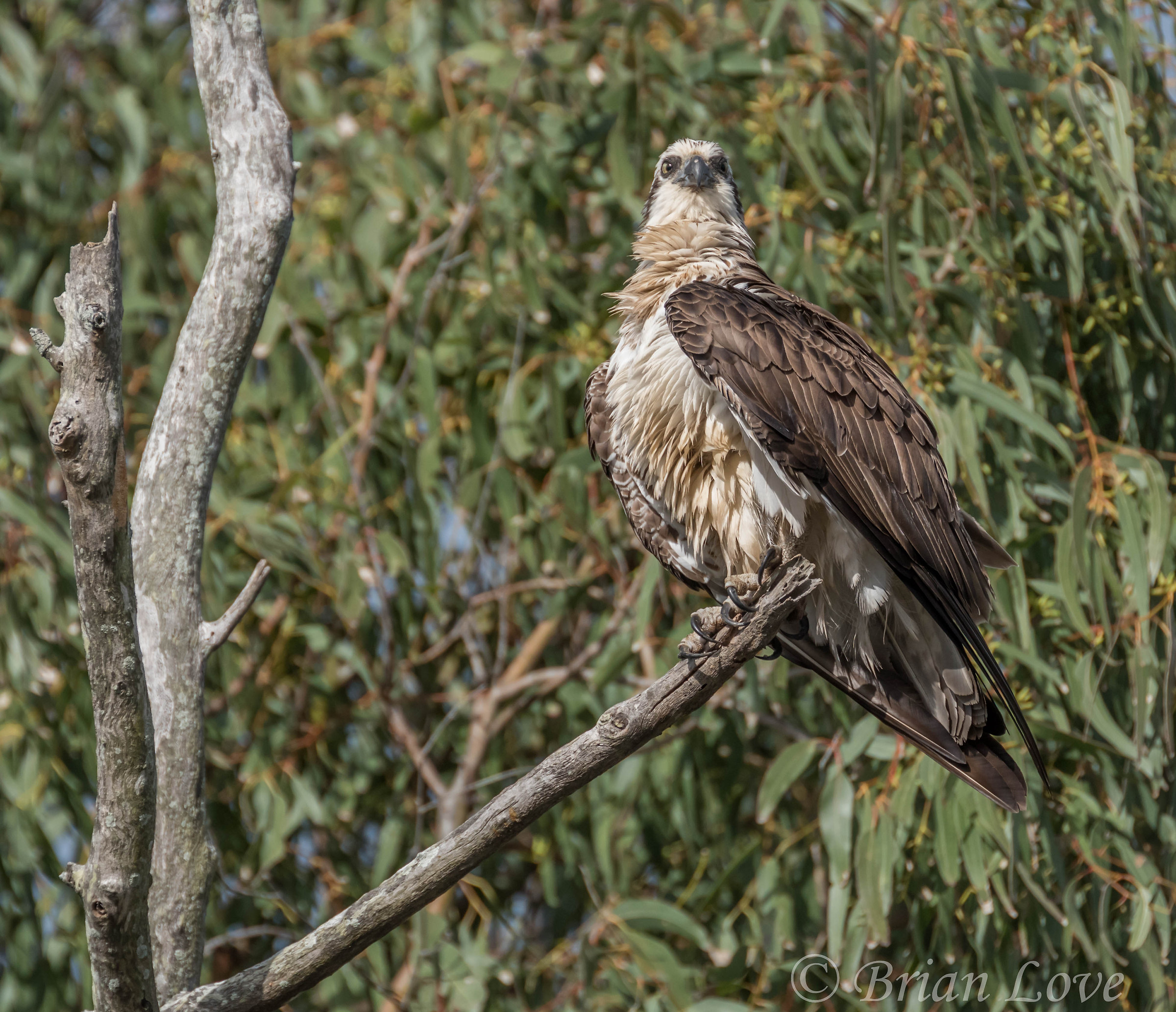 Facendo un po 'di sole del mattino