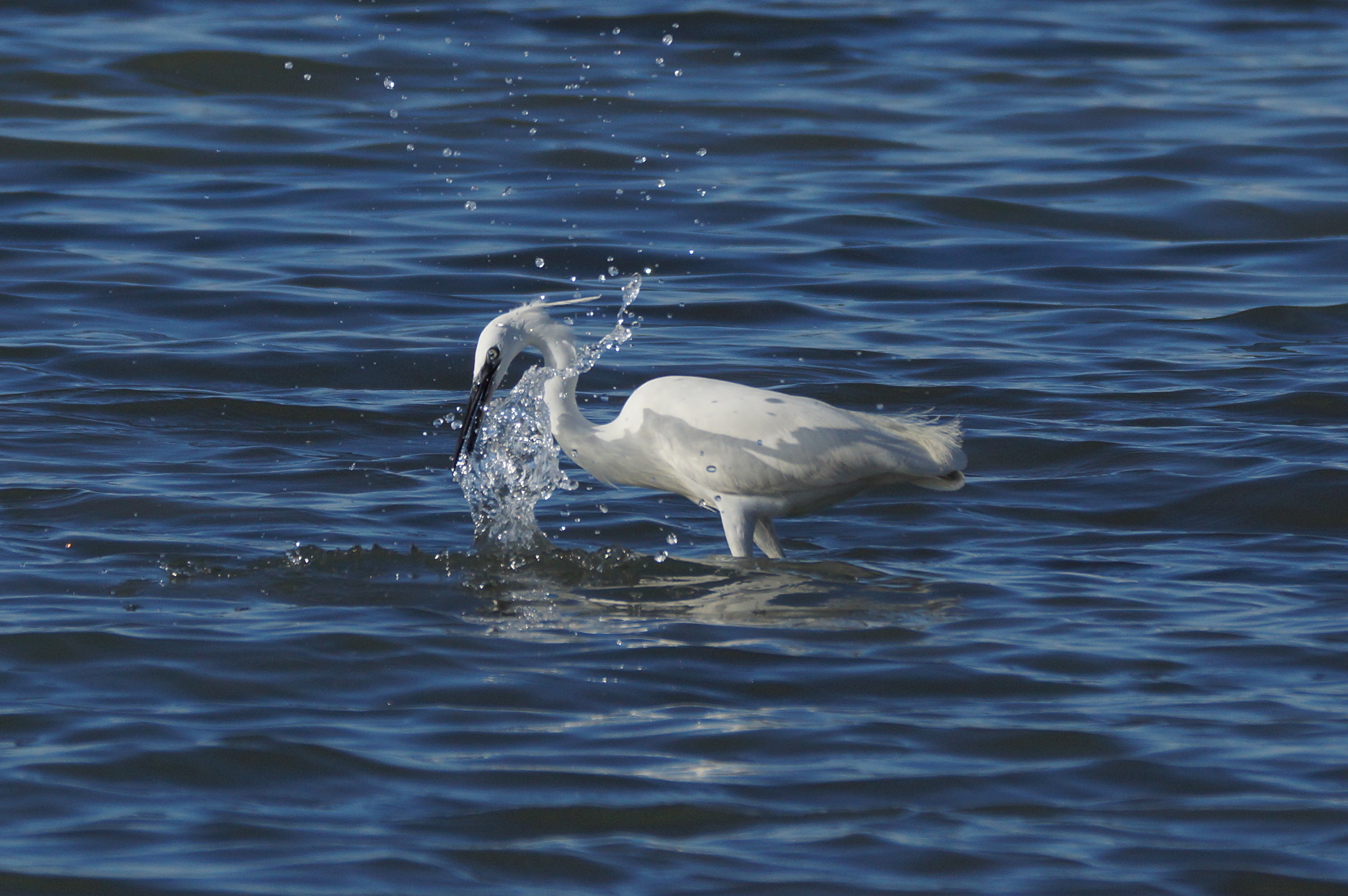 proof of 70-300 f4,5-5,6 ASSM