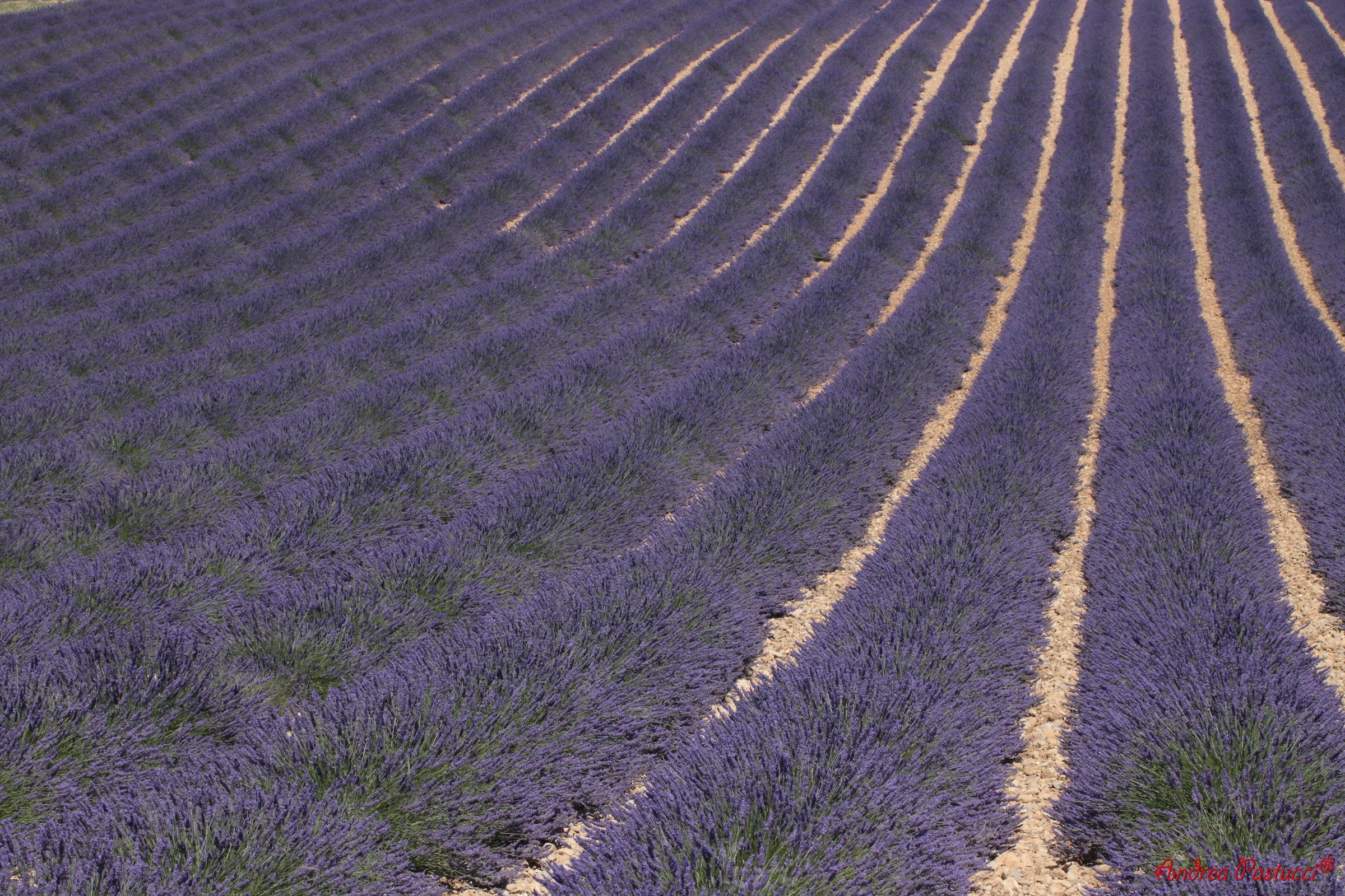 geometrie profumate di lavanda