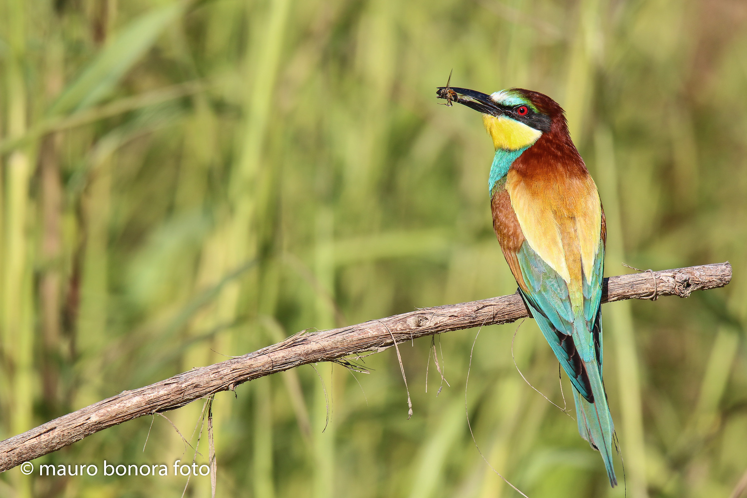 Breakfast during the laying period