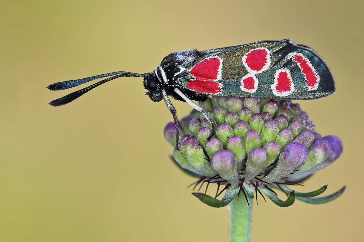 Zygaena