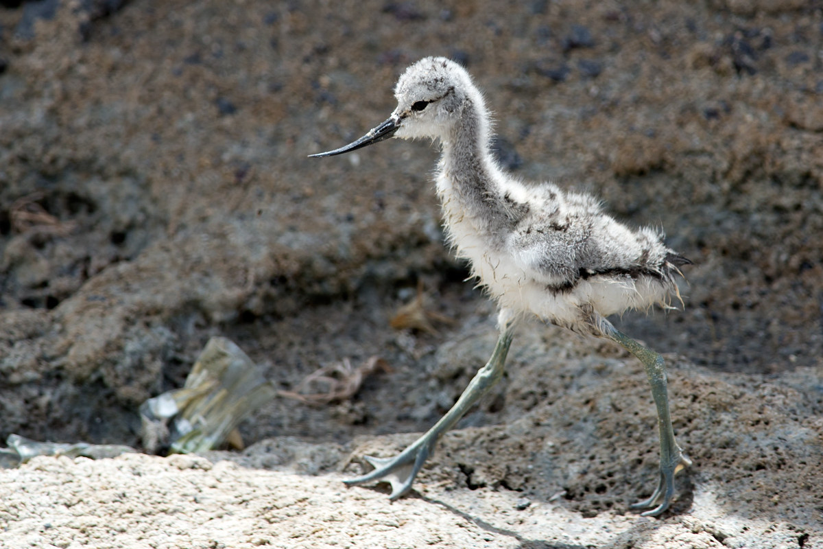 Small avocets grow