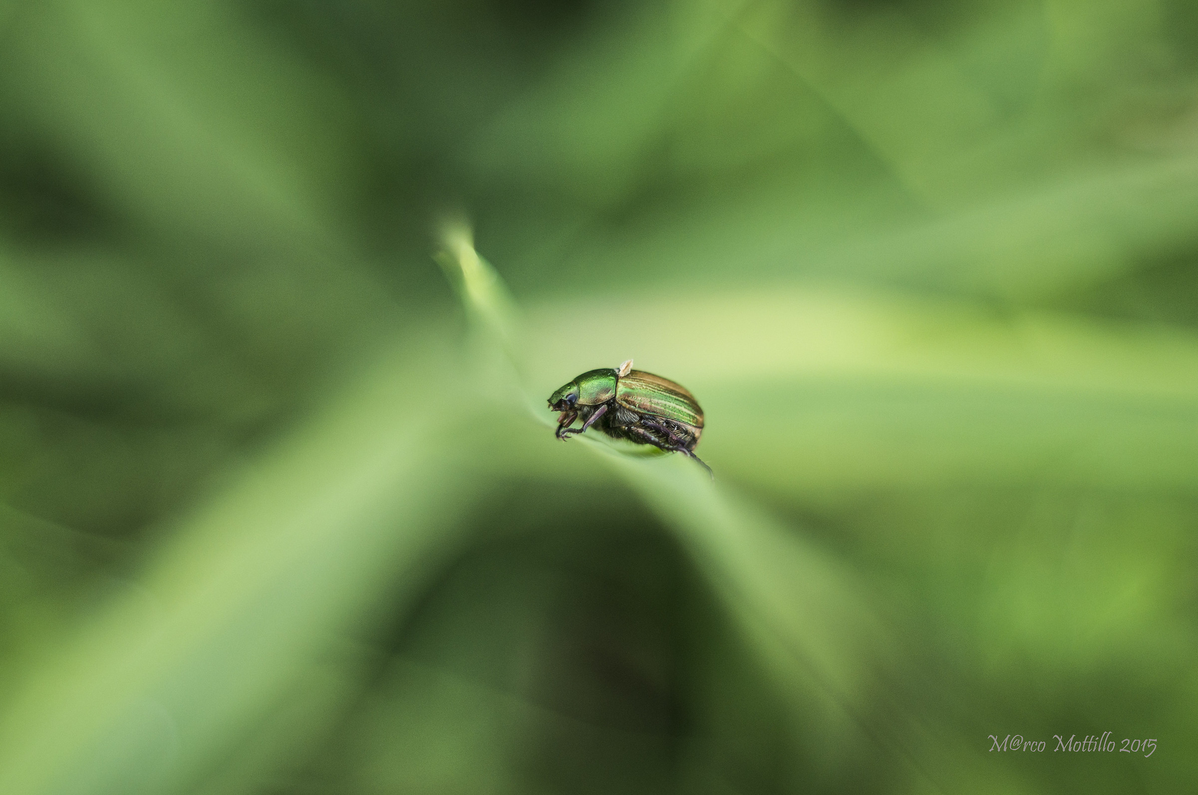 Mimela junii  x le 10.000 visite... gr4z13