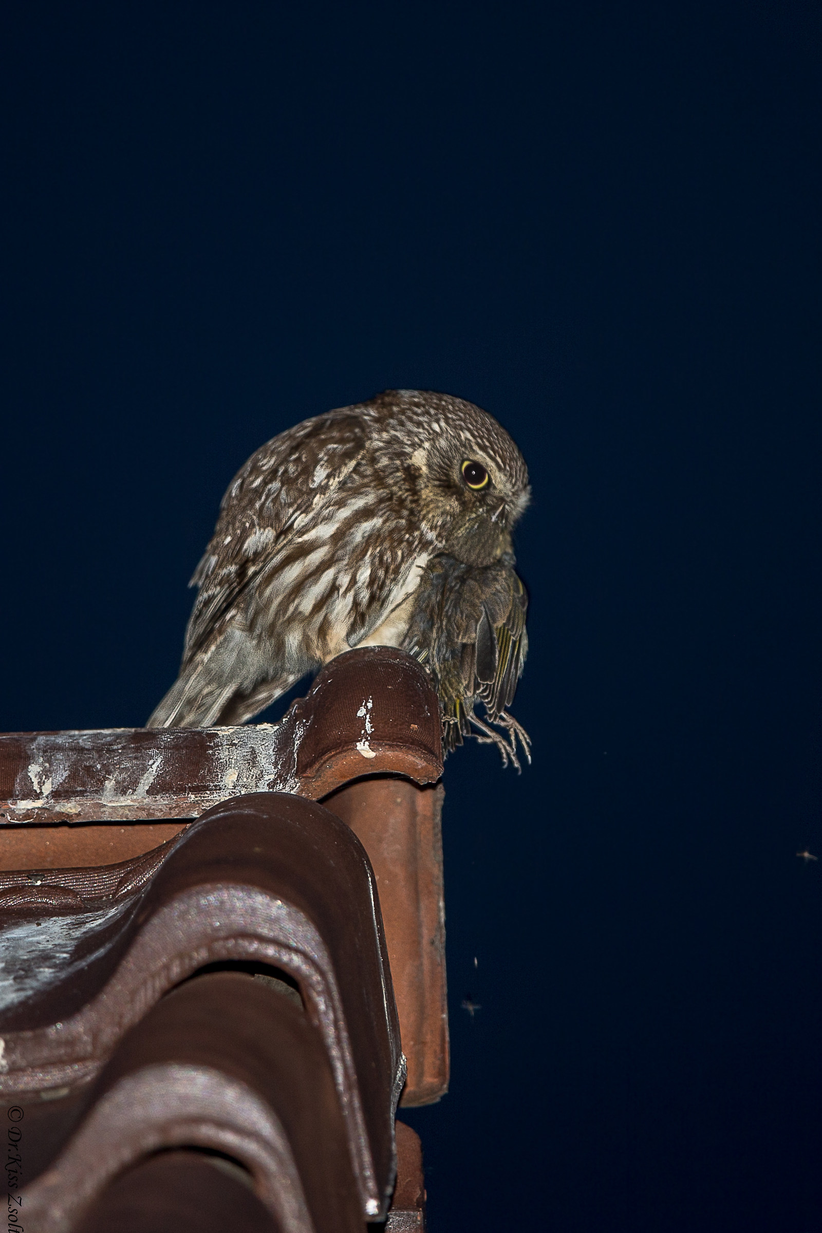 Piccolo gufo con una preda di un giovane Verdone