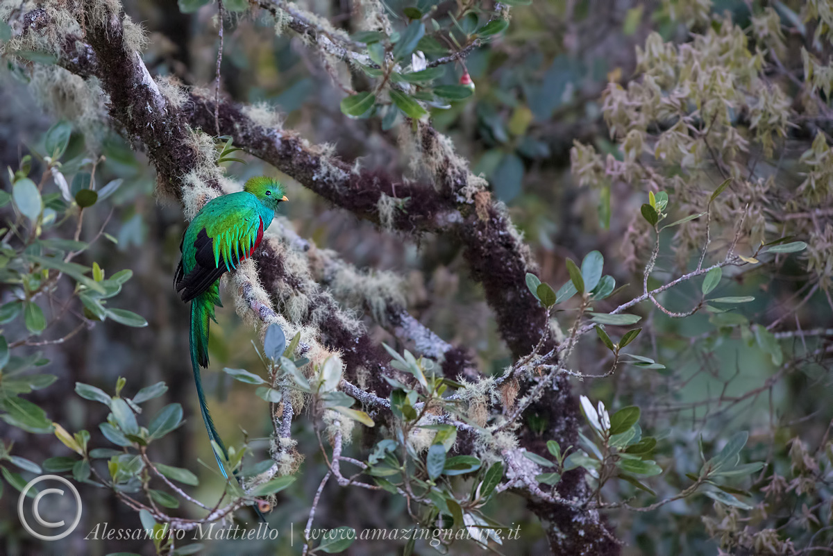 nella foresta nebulosa