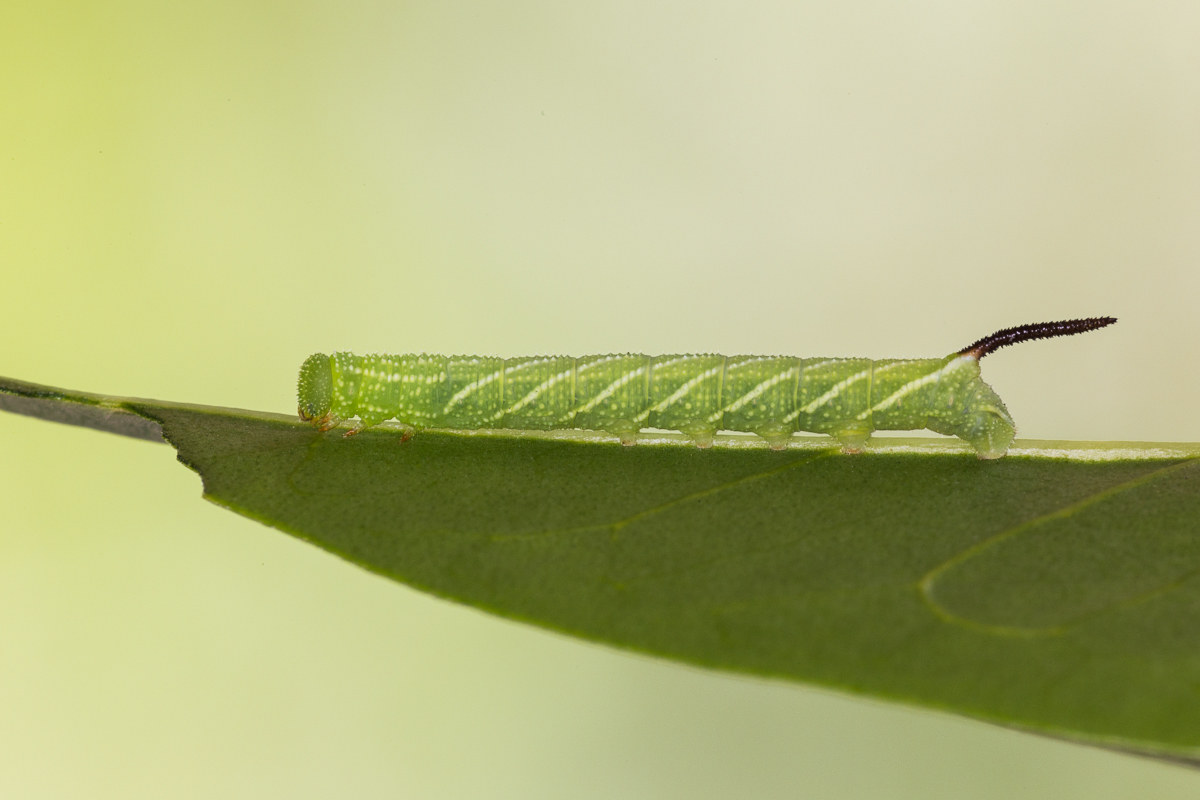 Sphinx of privet: caterpillar after the first move ...