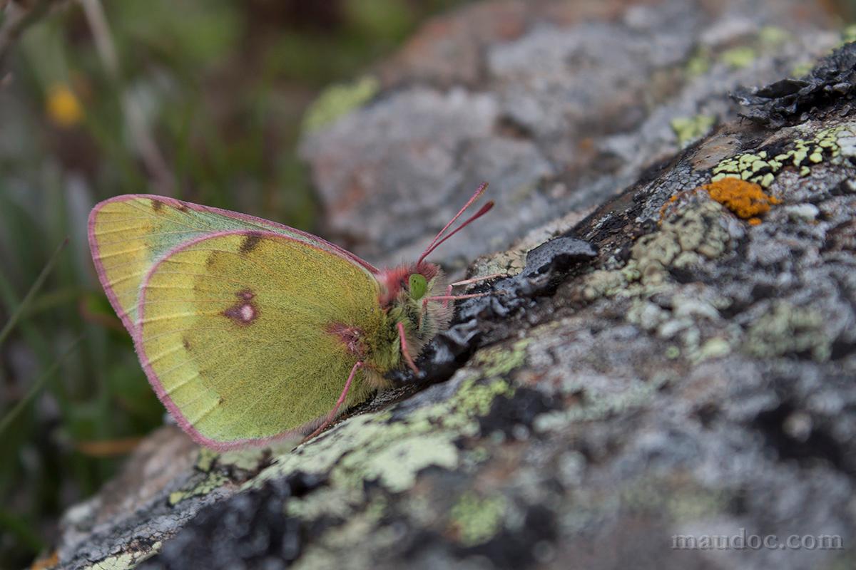 Colias phicomone