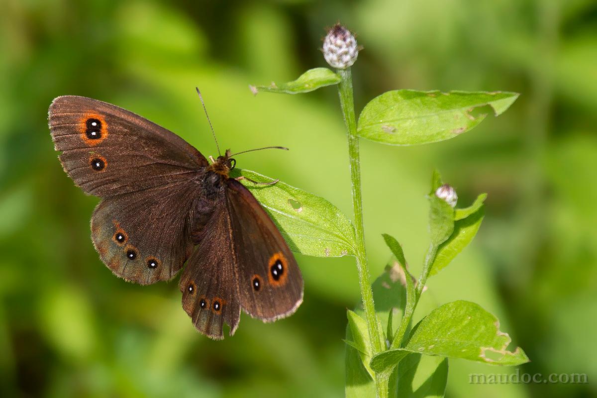 Erebia aethiops