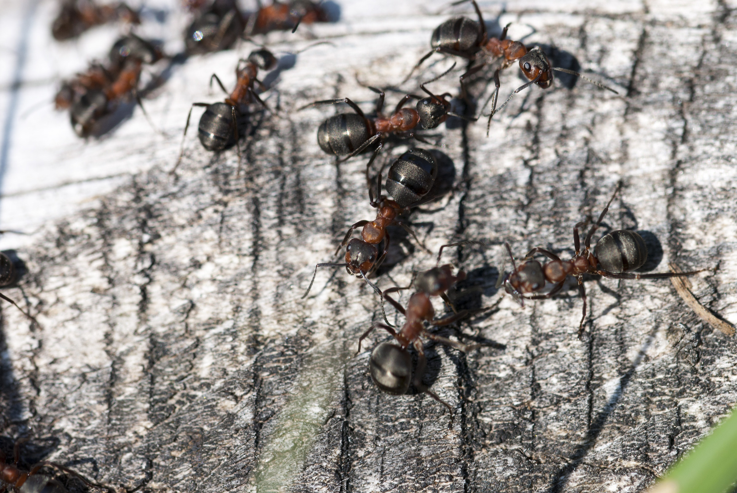 Red Ant (Formica Rufa).