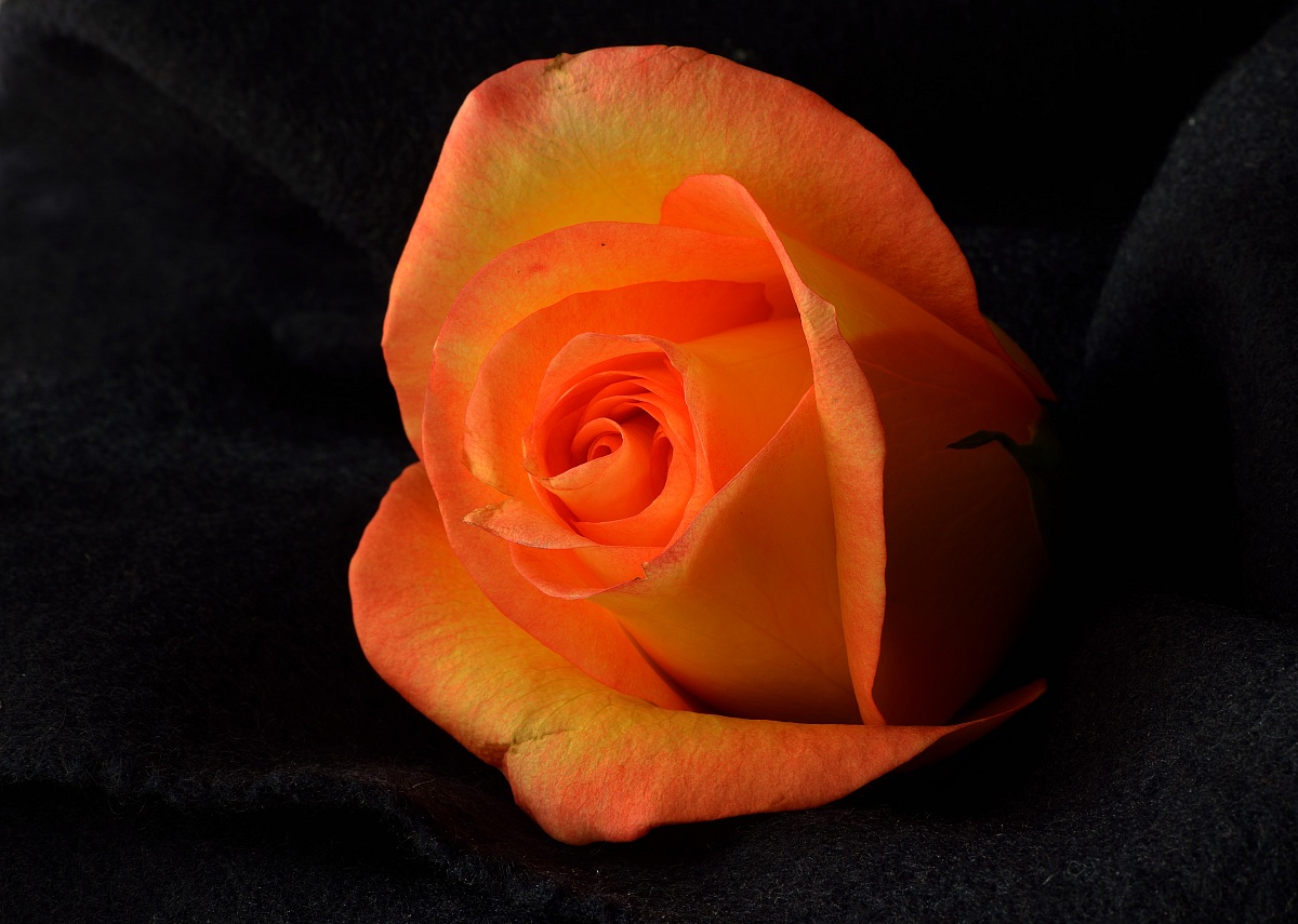 test with d800 105 2.8 VR