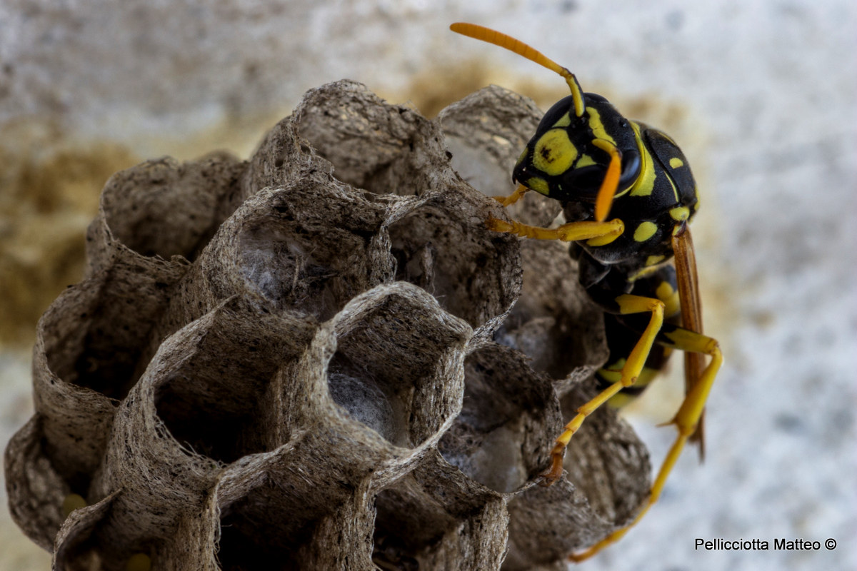 Wasp at work