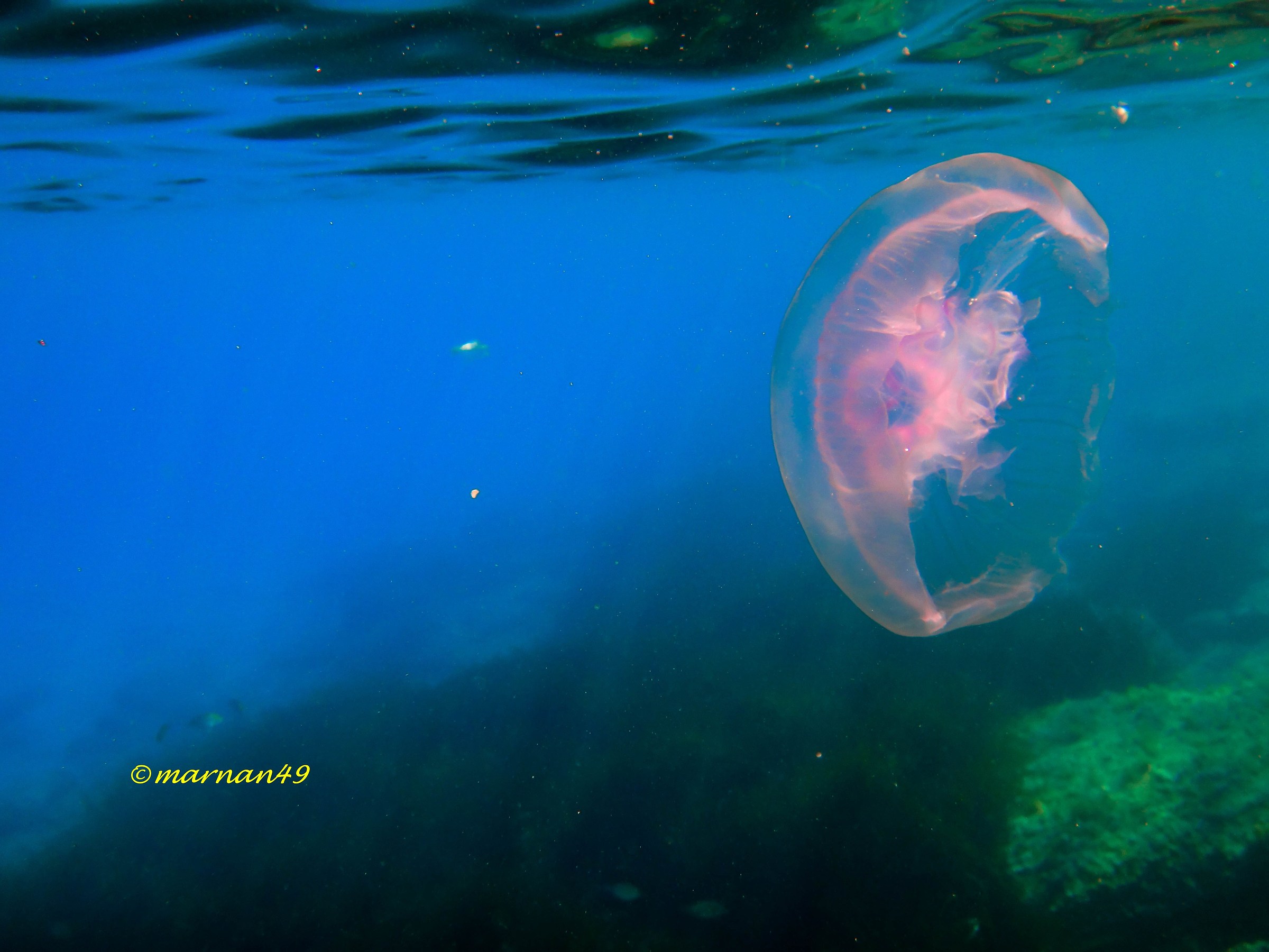 Medusa quadrifoglio2
