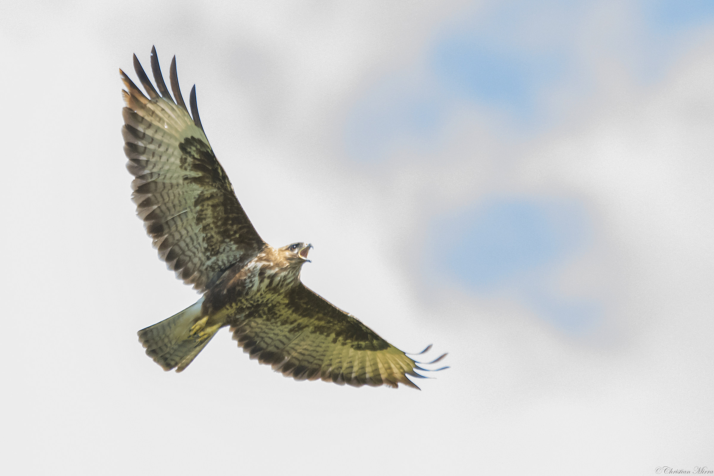 Buteo buteo