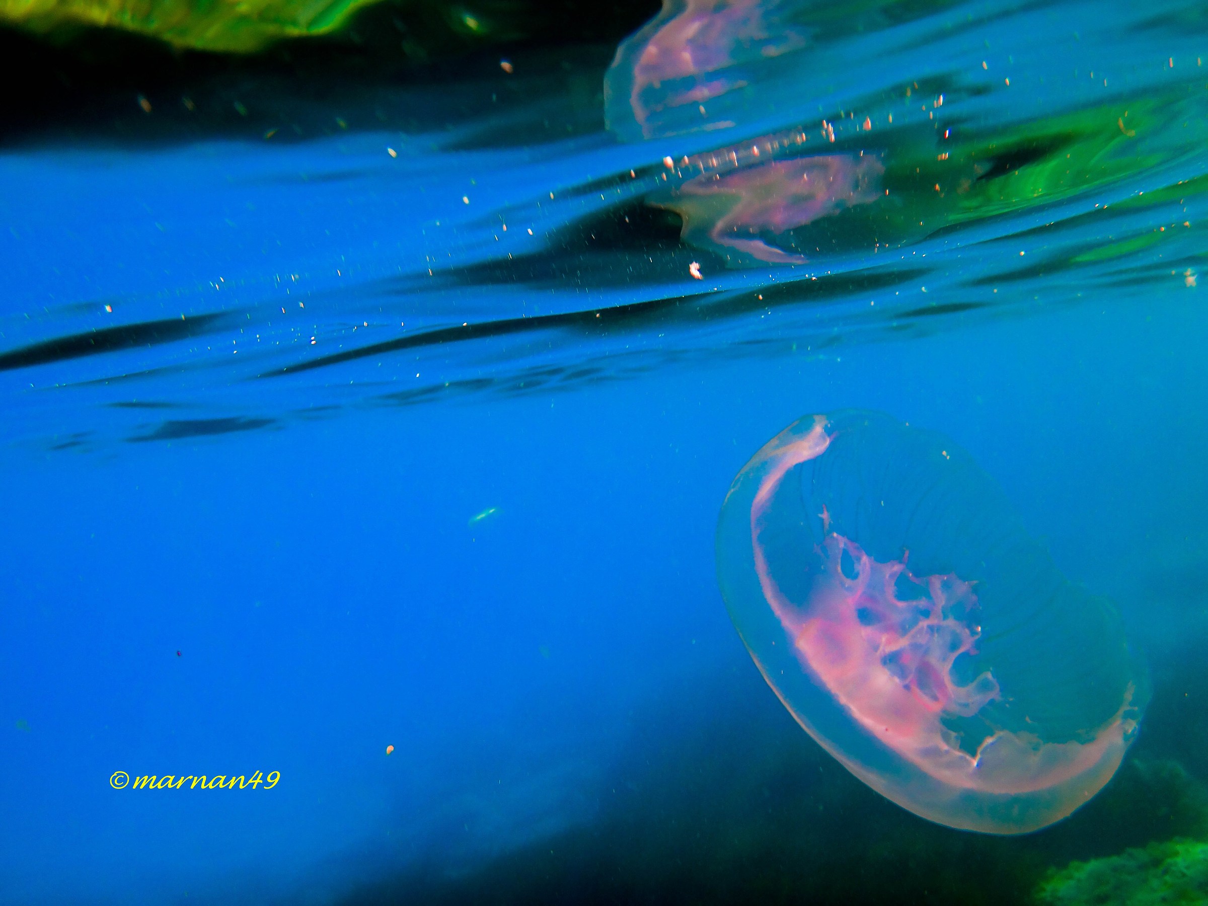 Medusa quadrifoglio4