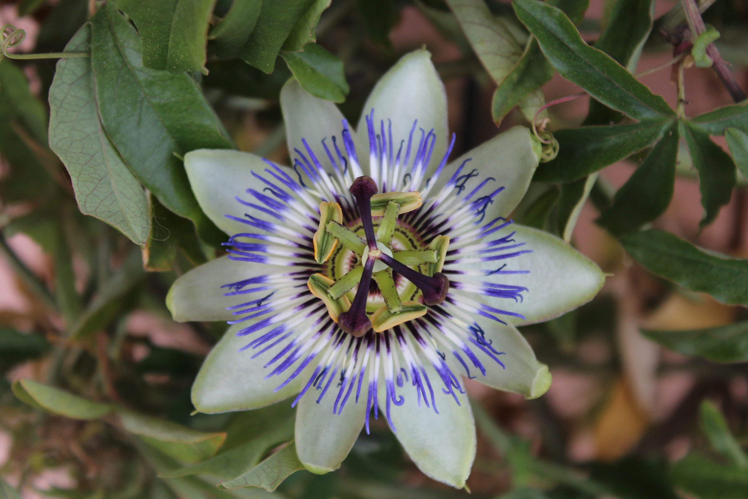 passionflower