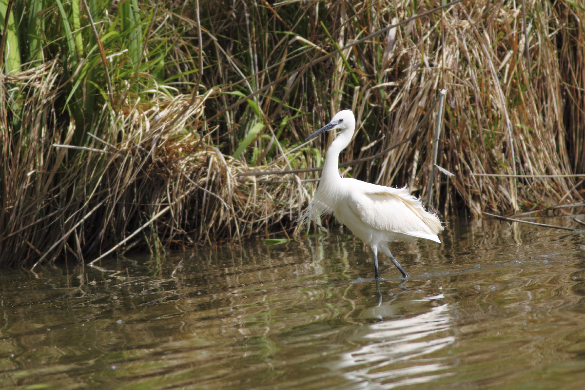 Egret