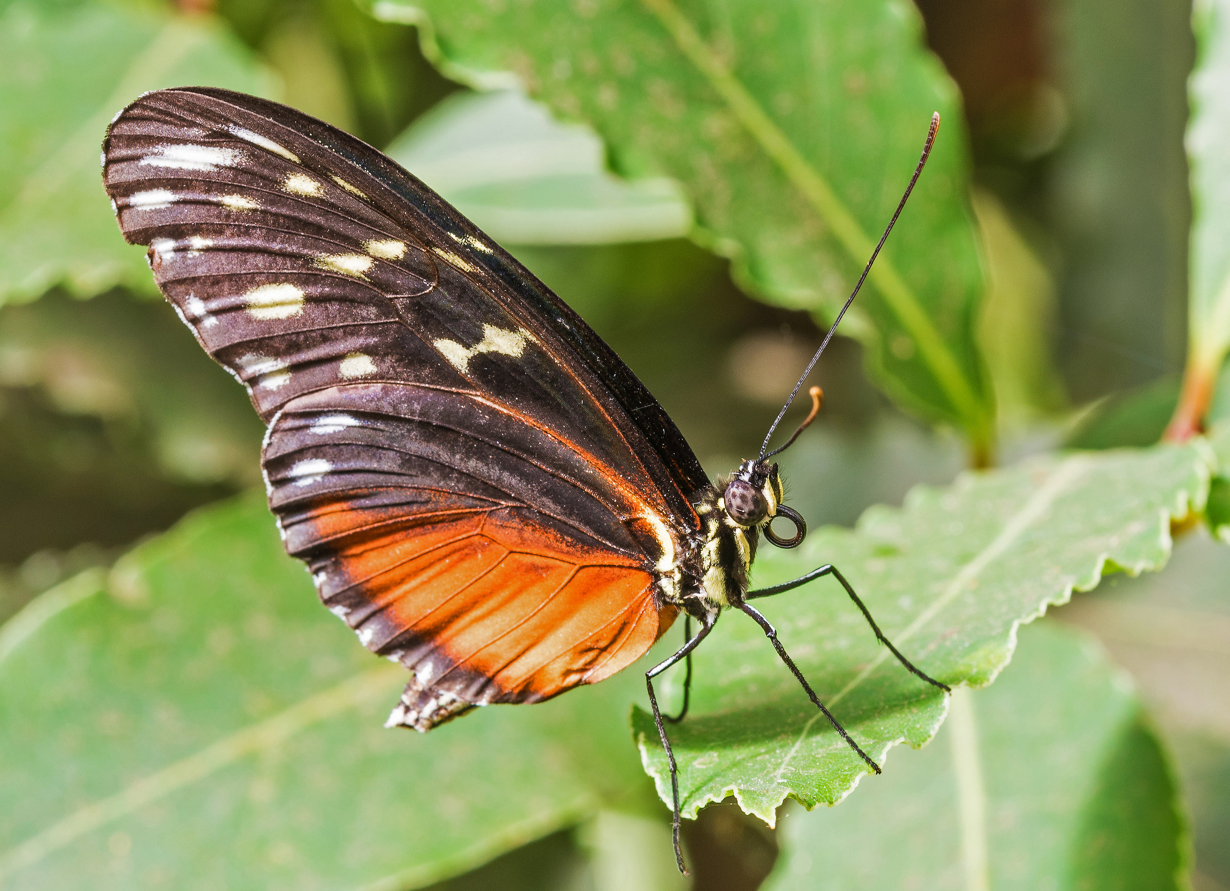 Ok adesso puoi scattare...!!!