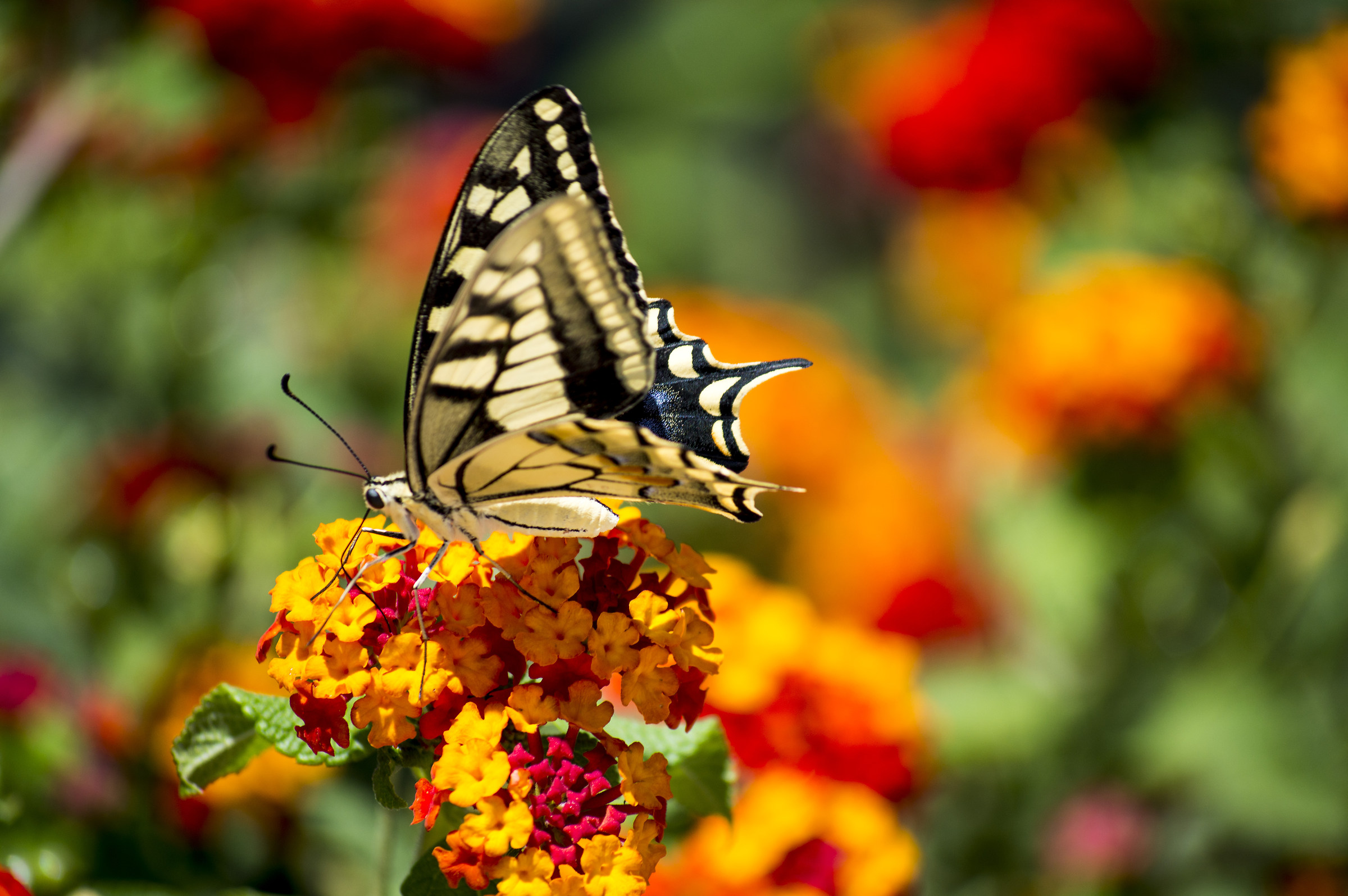 farfalle in giardino