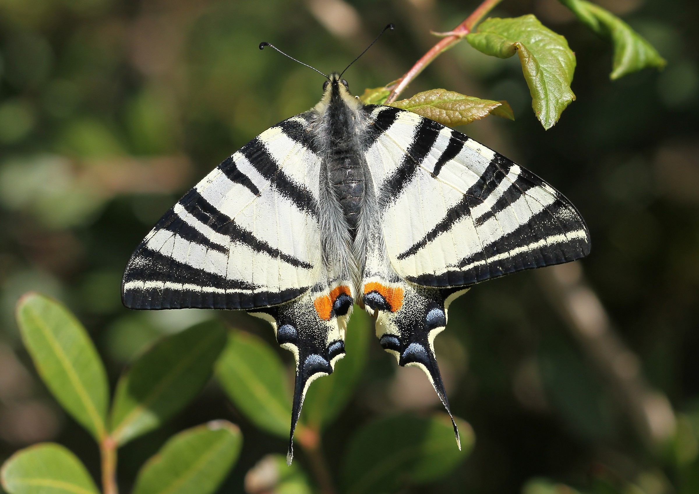 swallowtail