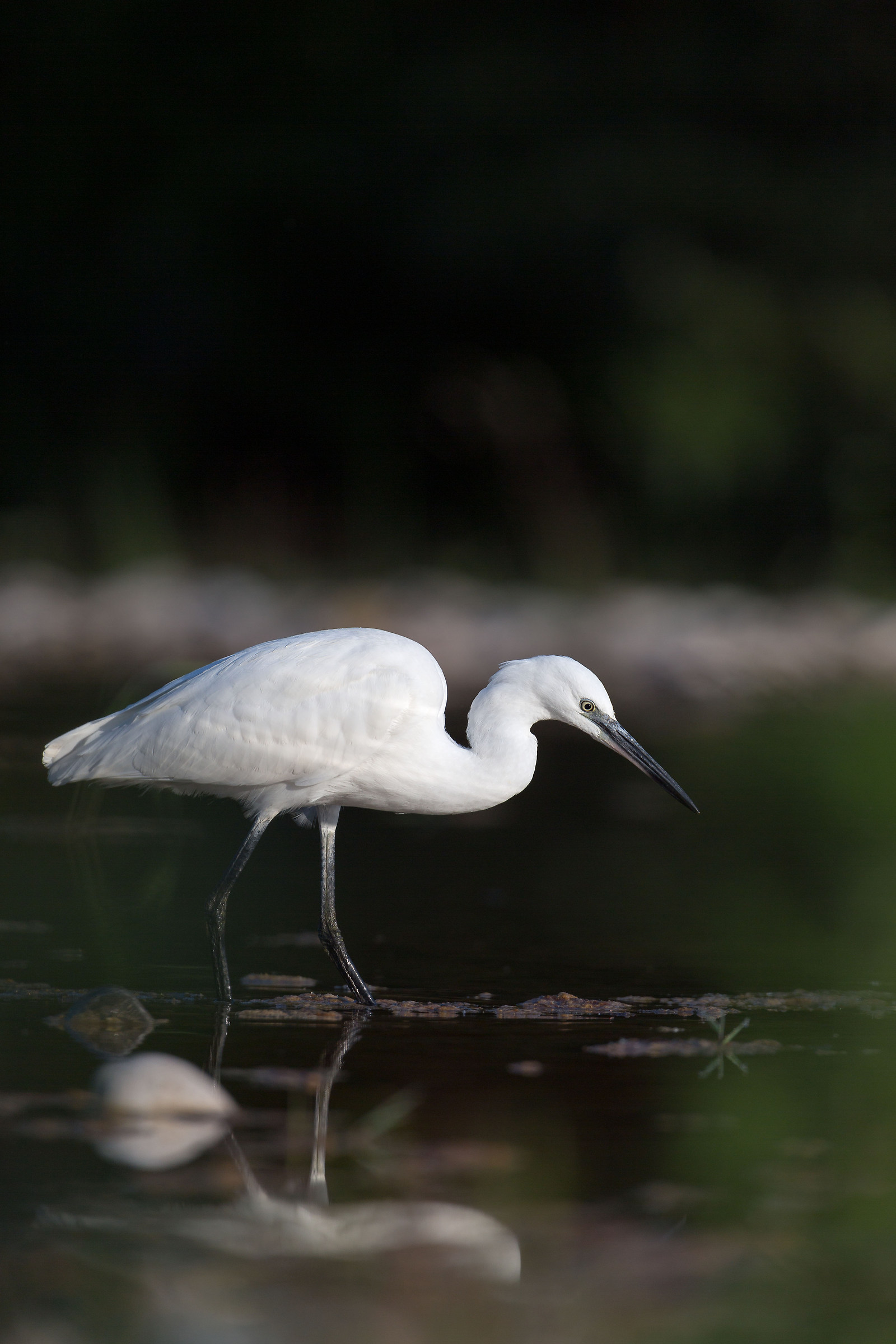Egret