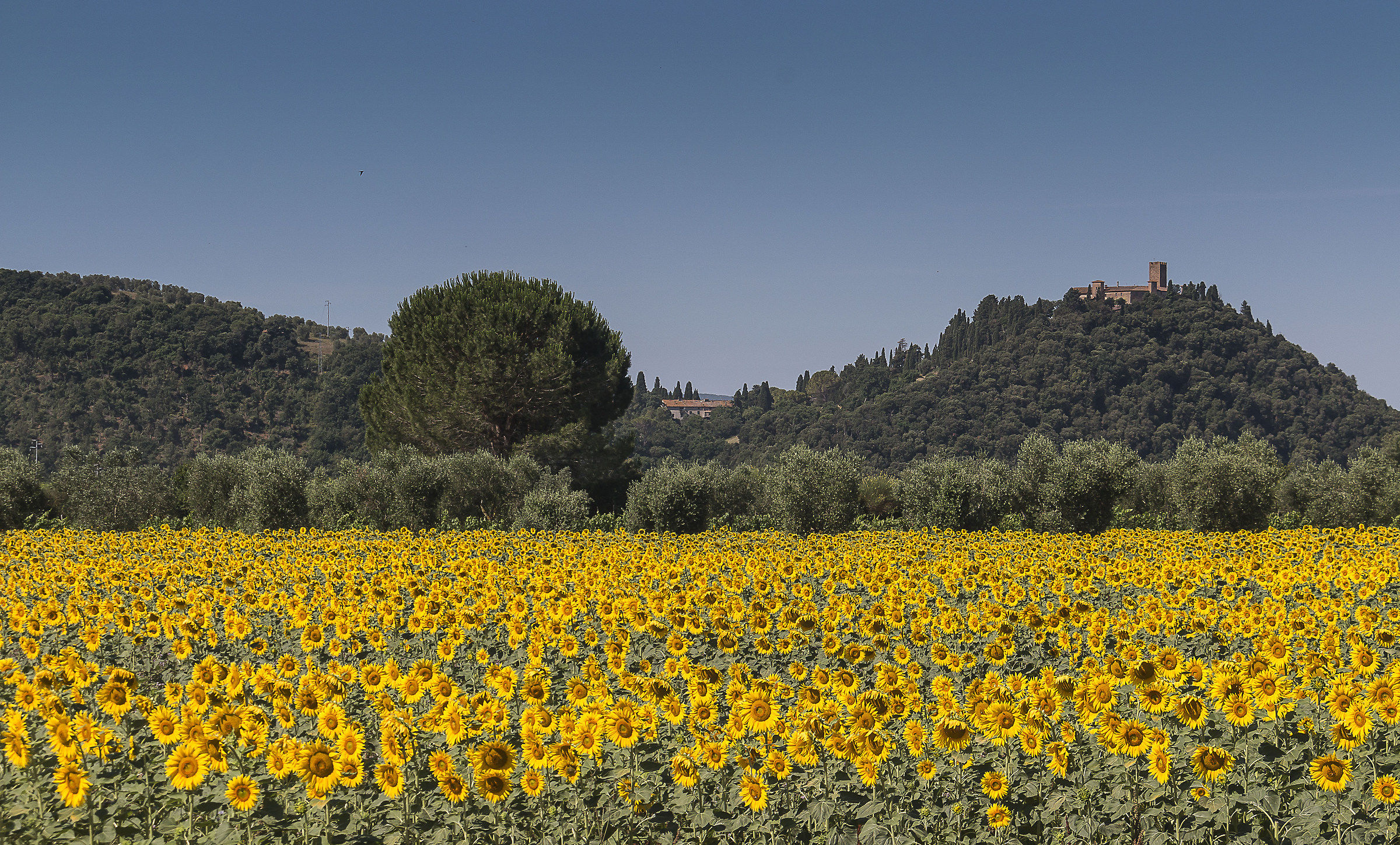 The castle of Marsigliana