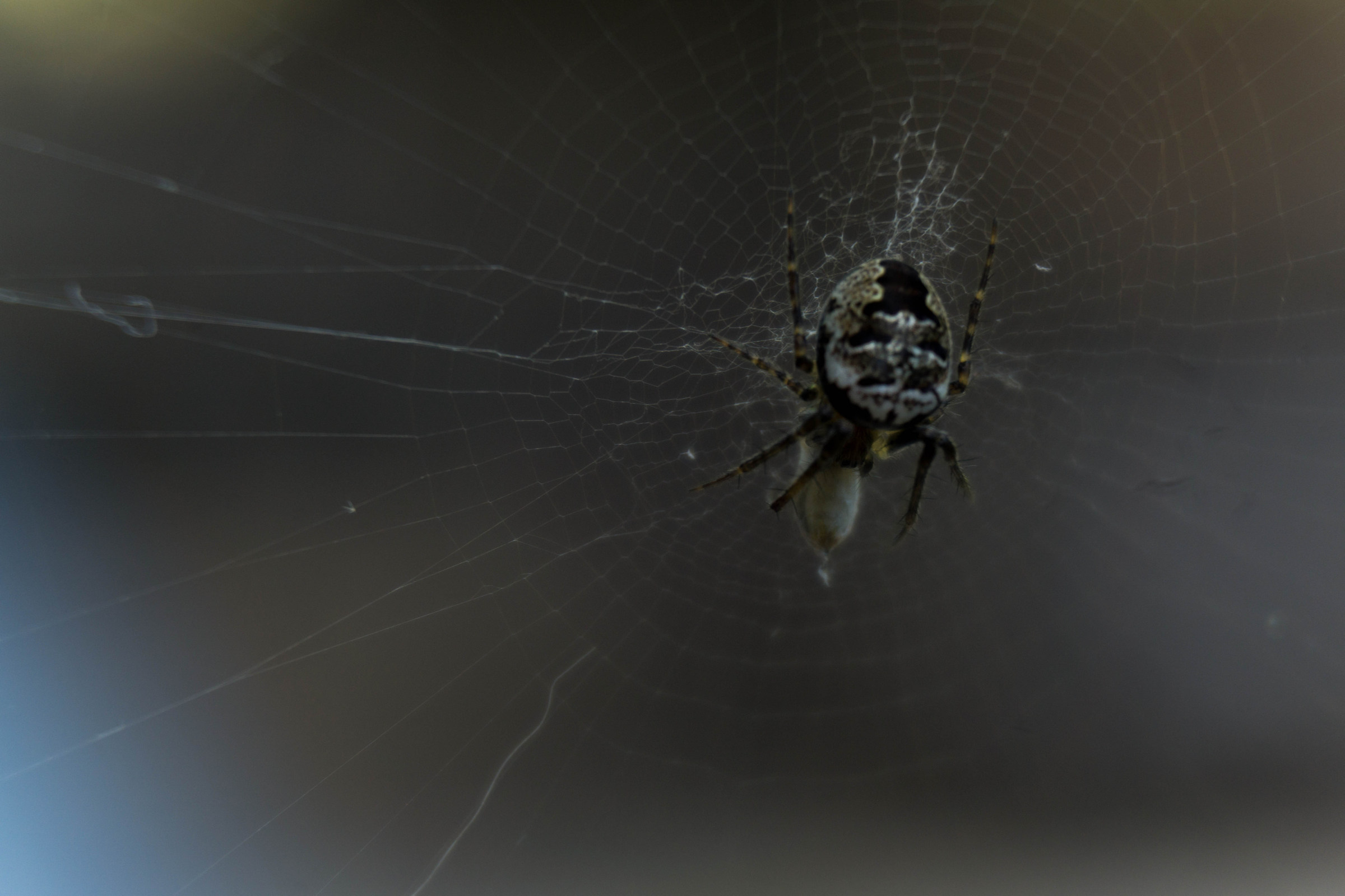 Spider and its prey
