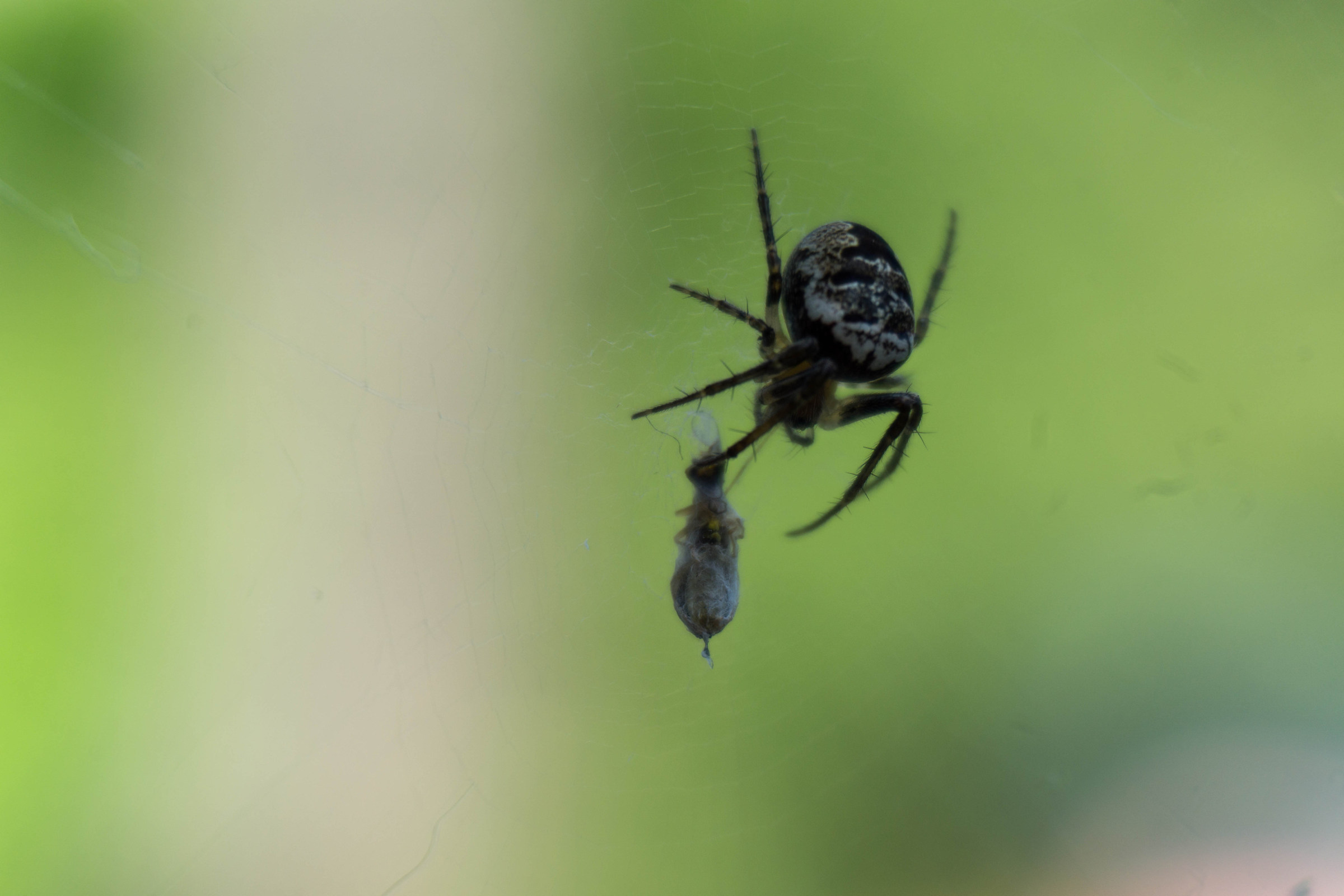 Spider and its prey 1
