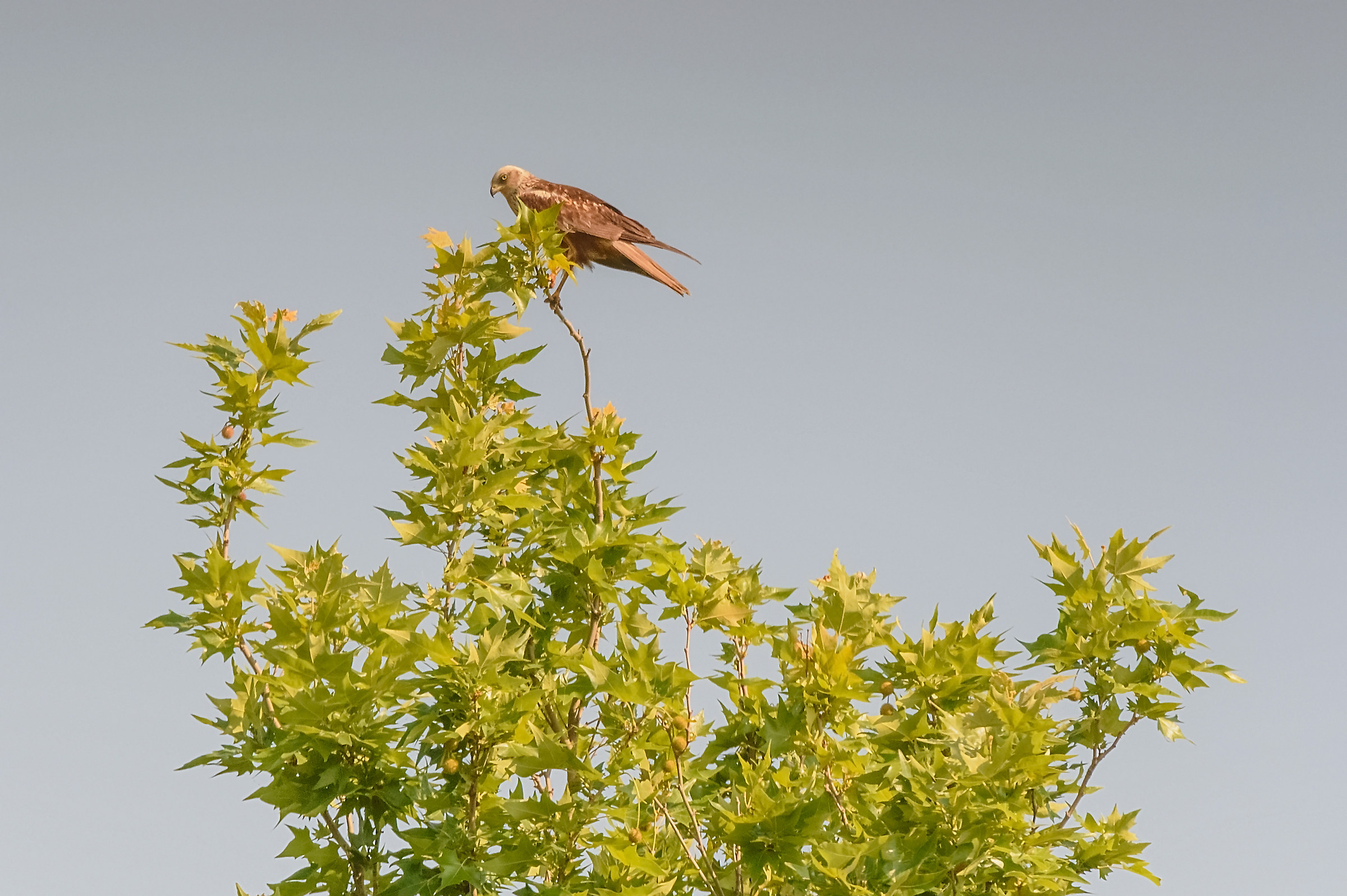 Marsh Harrier