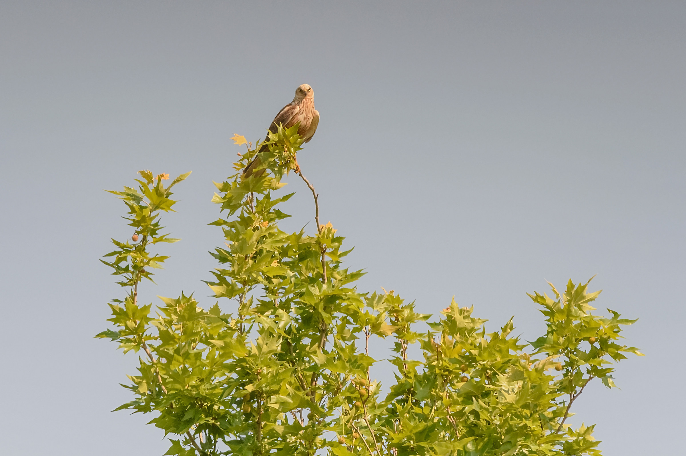 Marsh Harrier