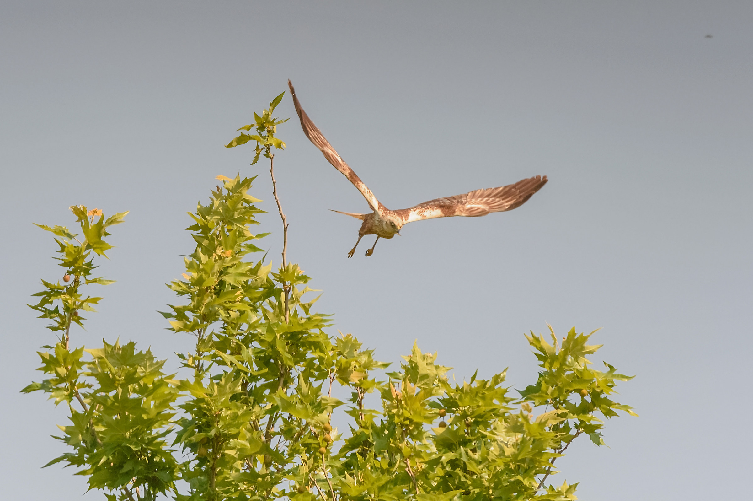 Marsh Harrier