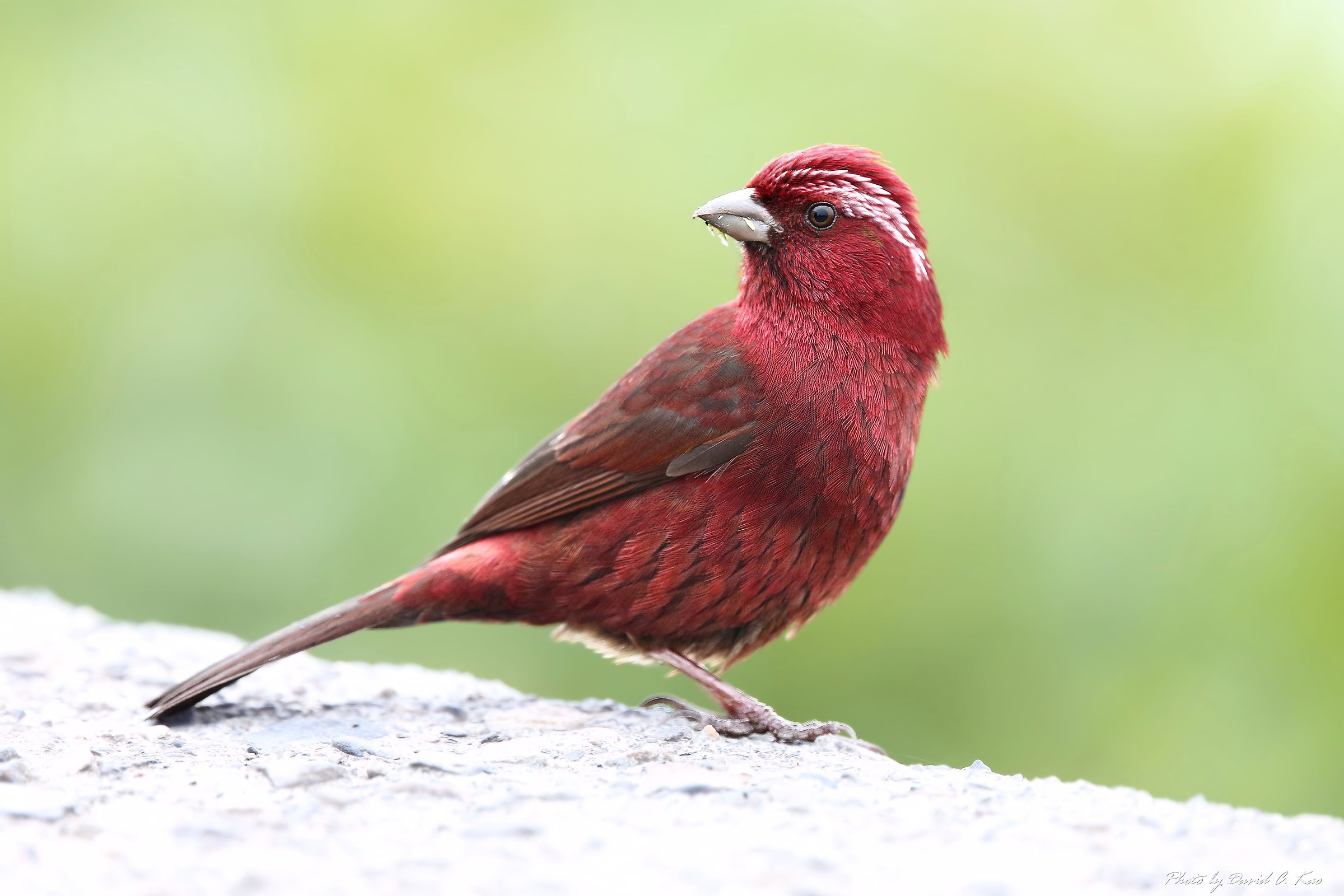 Vinacceus Rose Finch