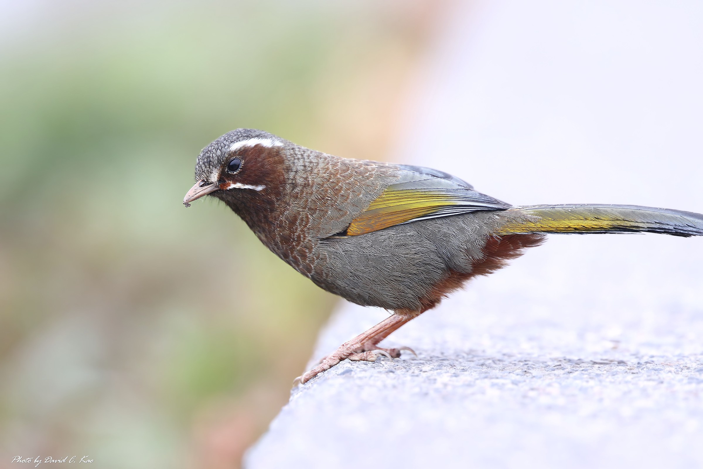 Formosa Laughing Thrush