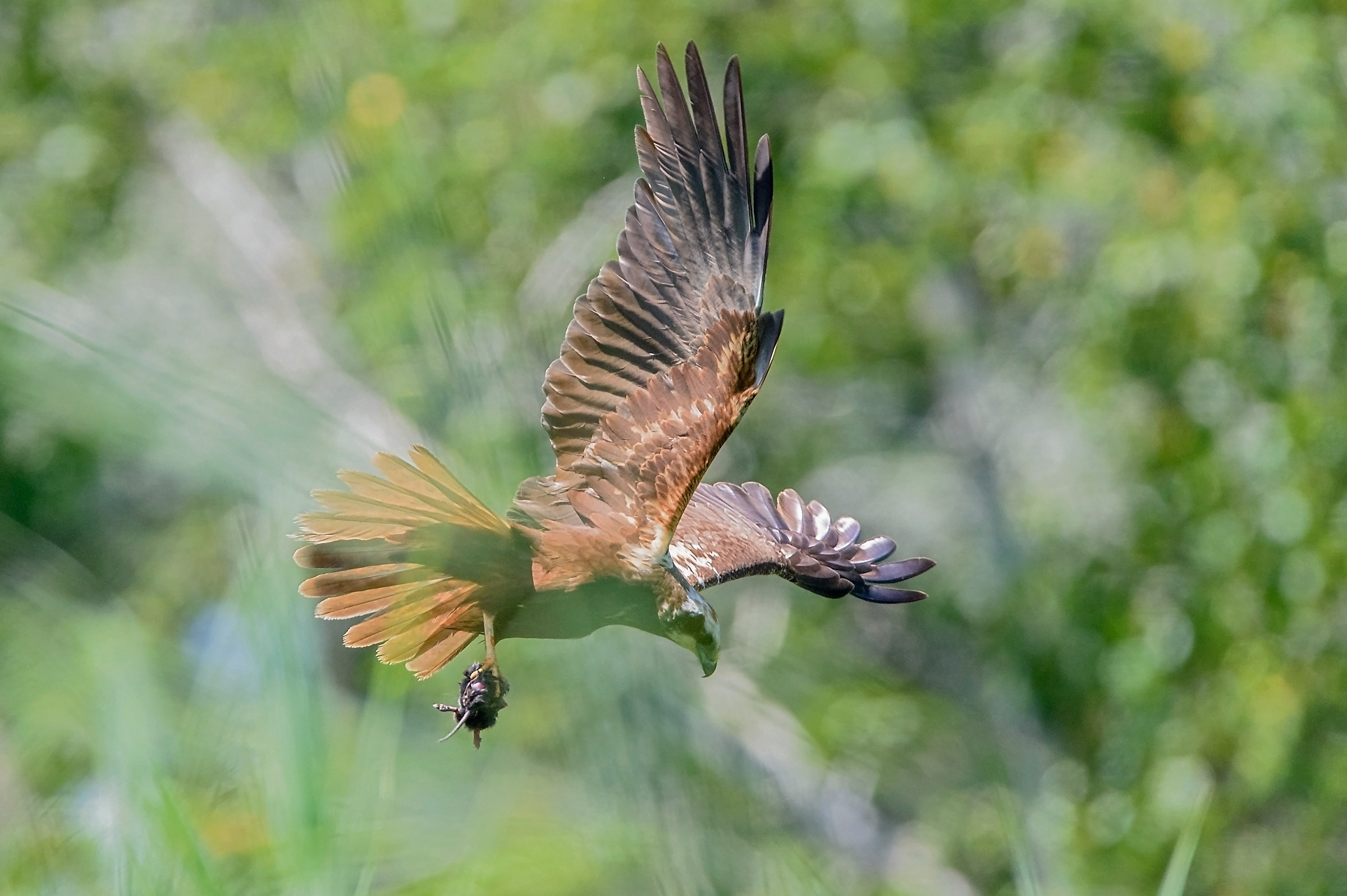Marsh Harrier in the reeds ......