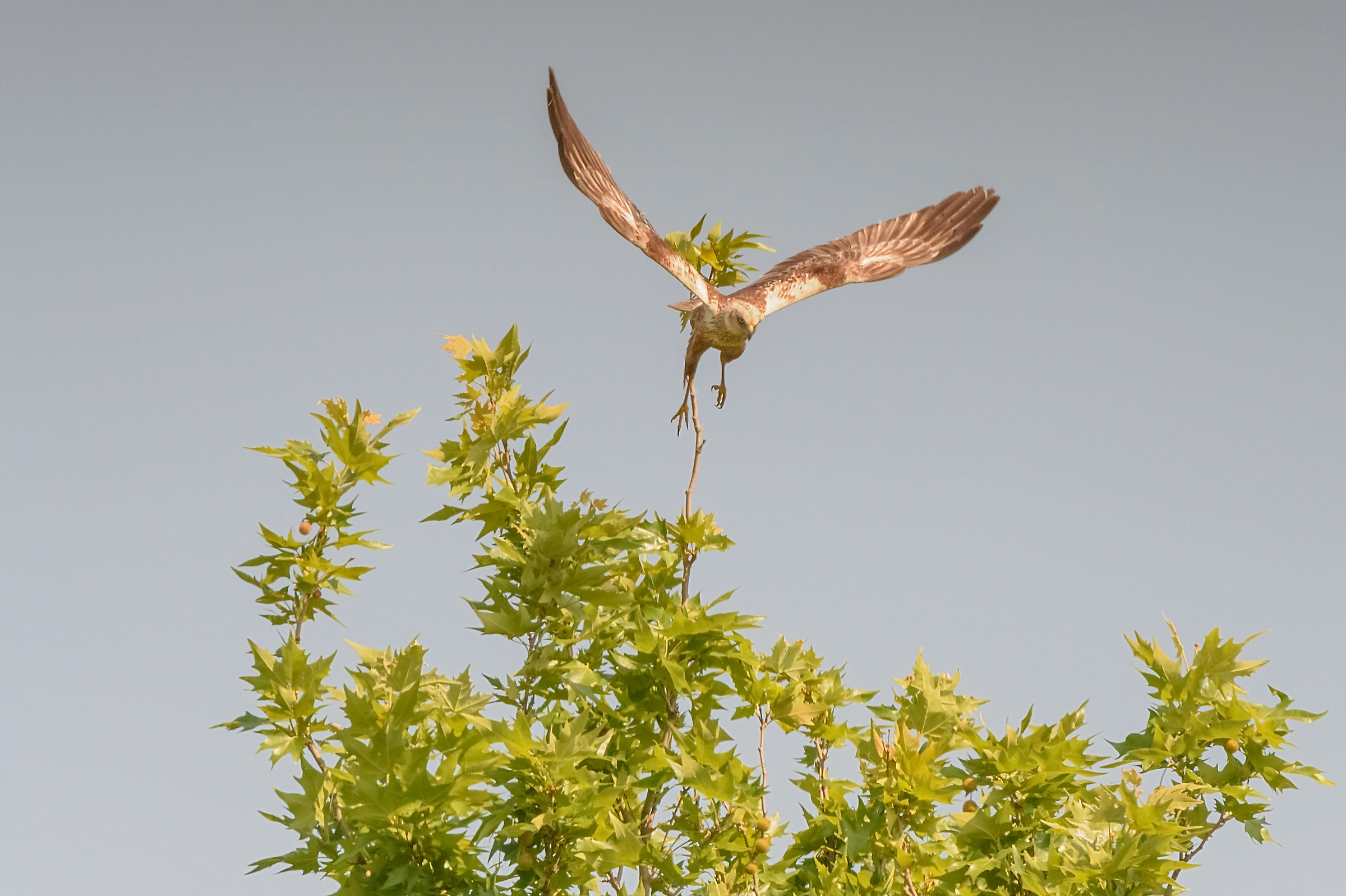 Marsh Harrier