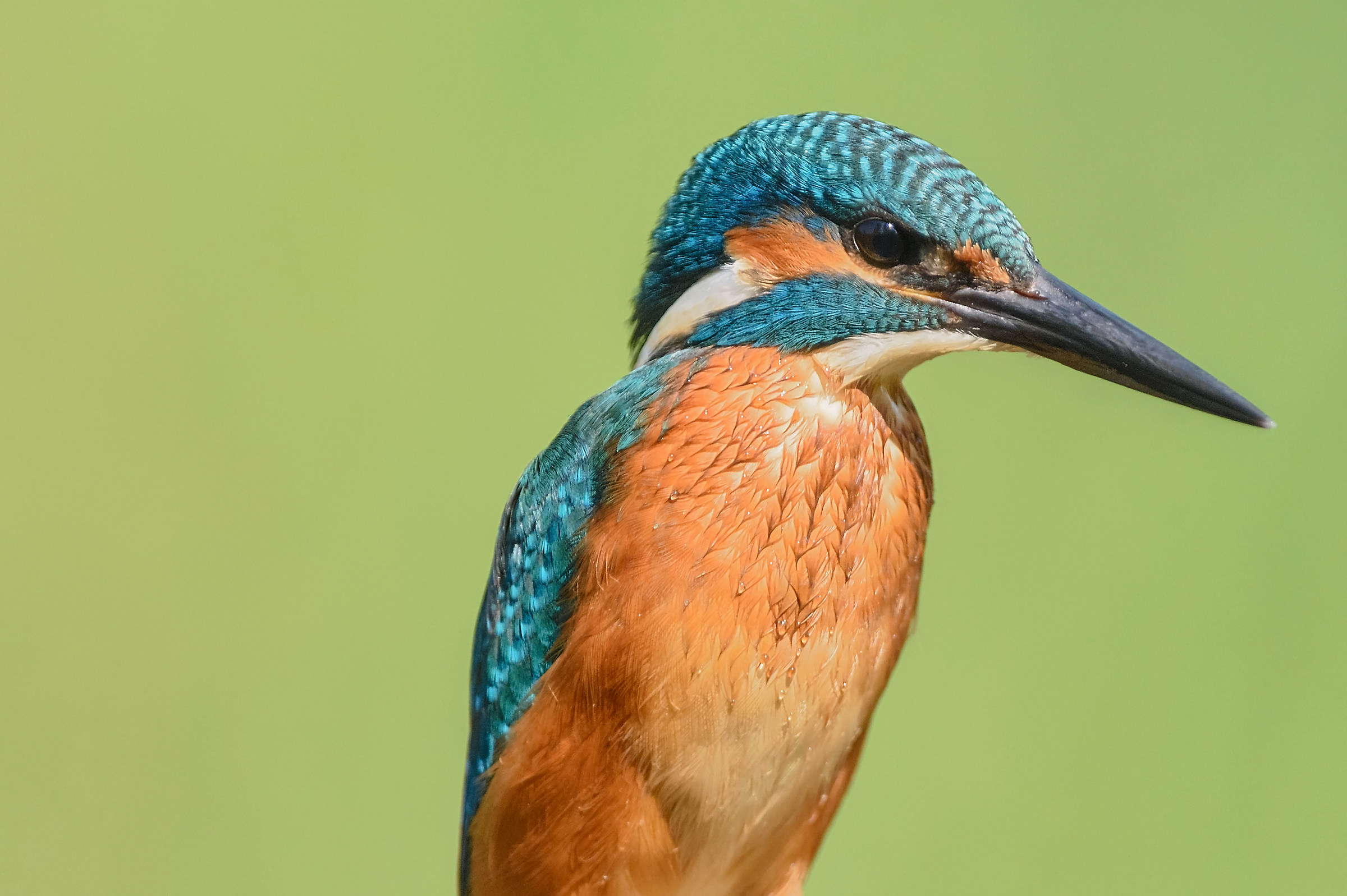 Portrait of Martin !!!