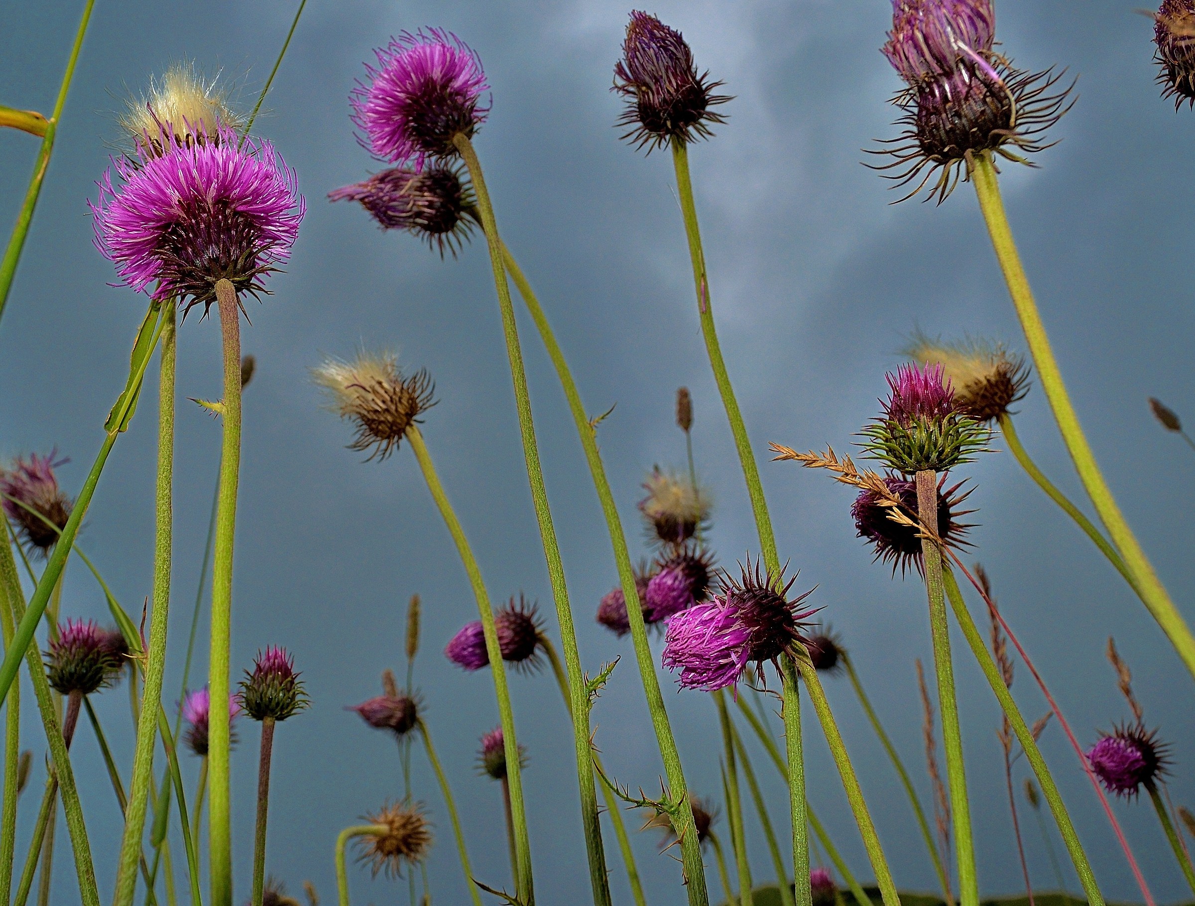 The World Seen From Lillipuz ...