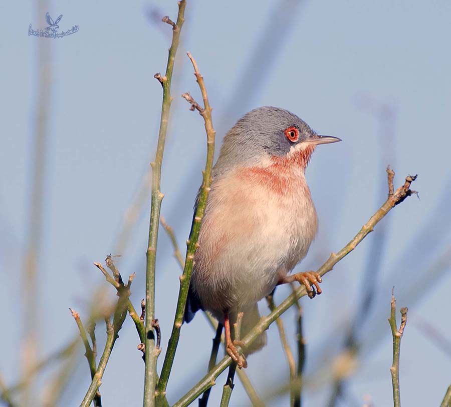 female warbler
