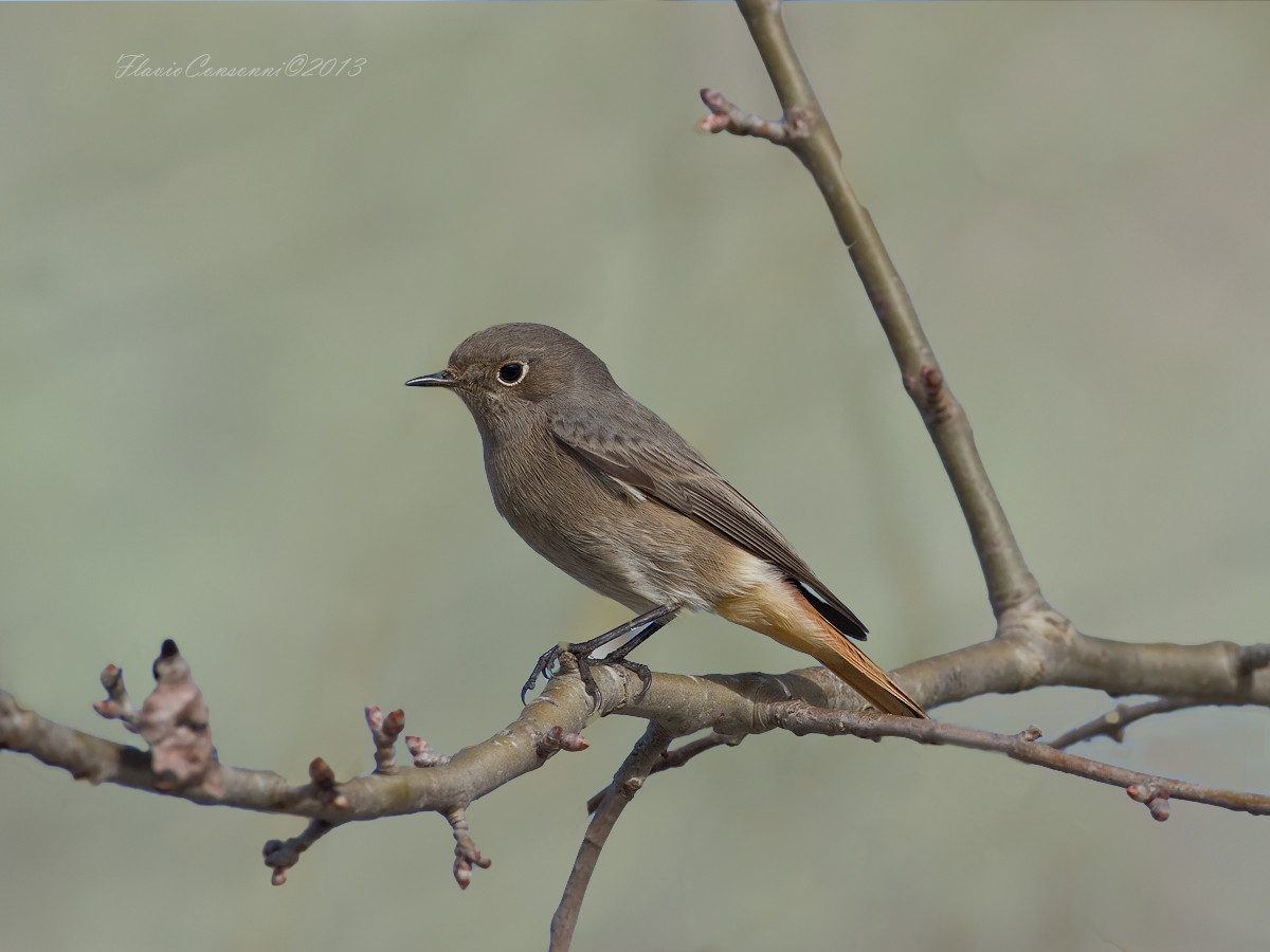 Black redstart