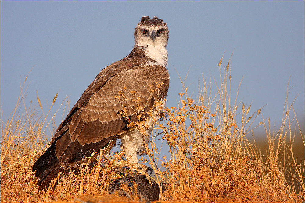Polemaetus bellicosus
