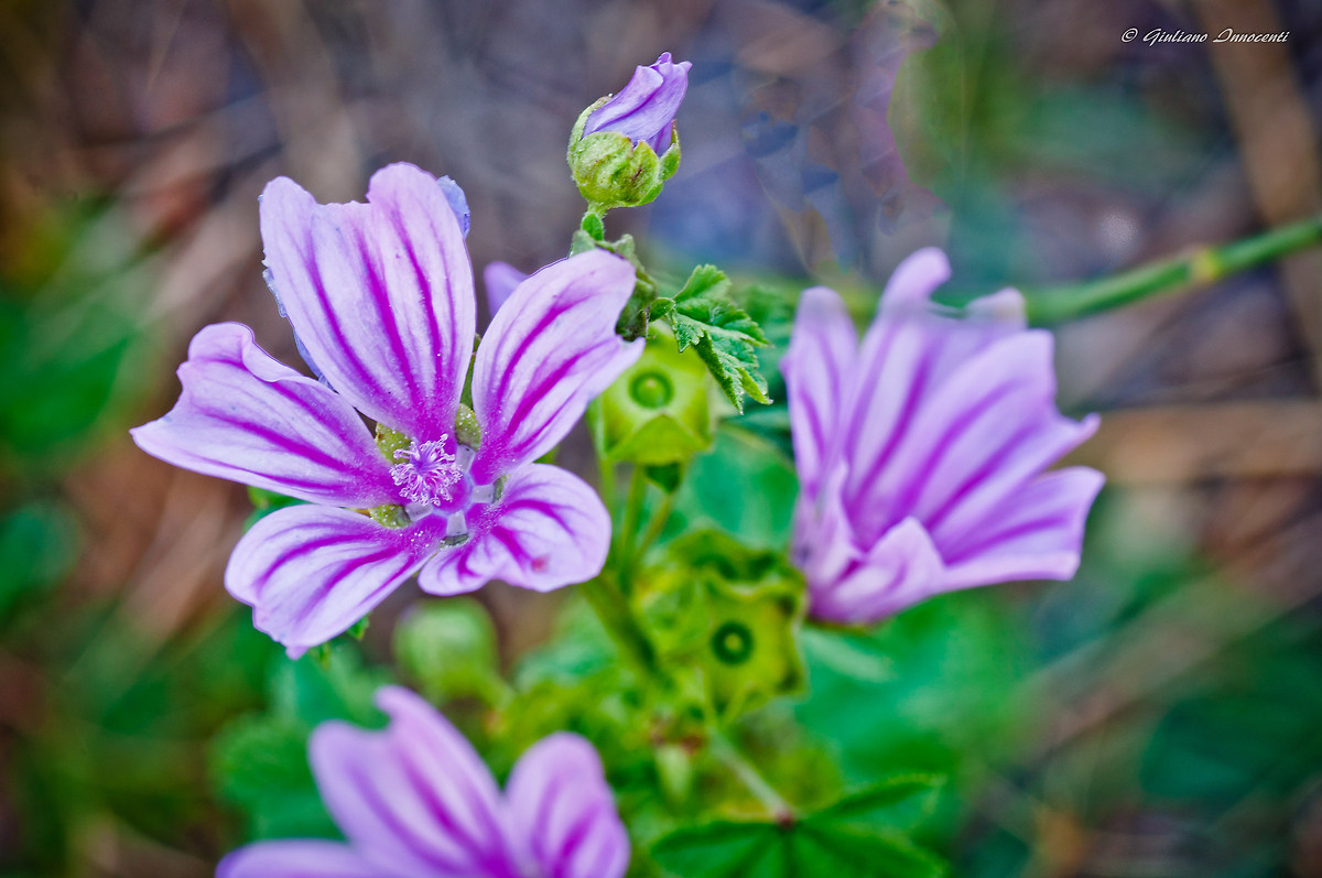 i colori della natura
