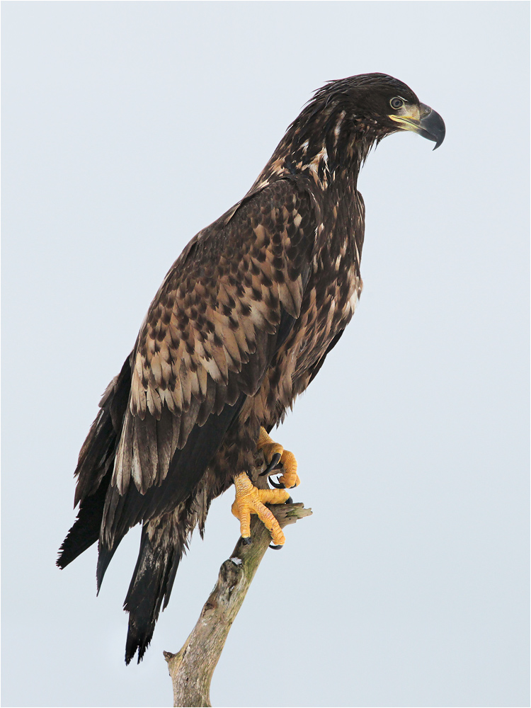 Haliaeetus albicilla