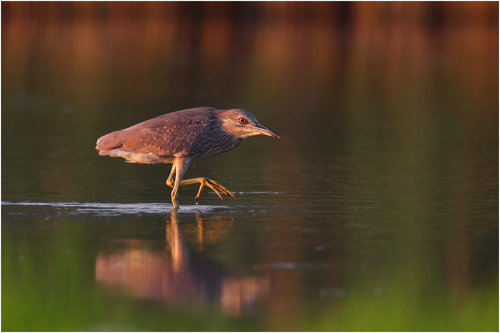 Nycticorax Nycticorax